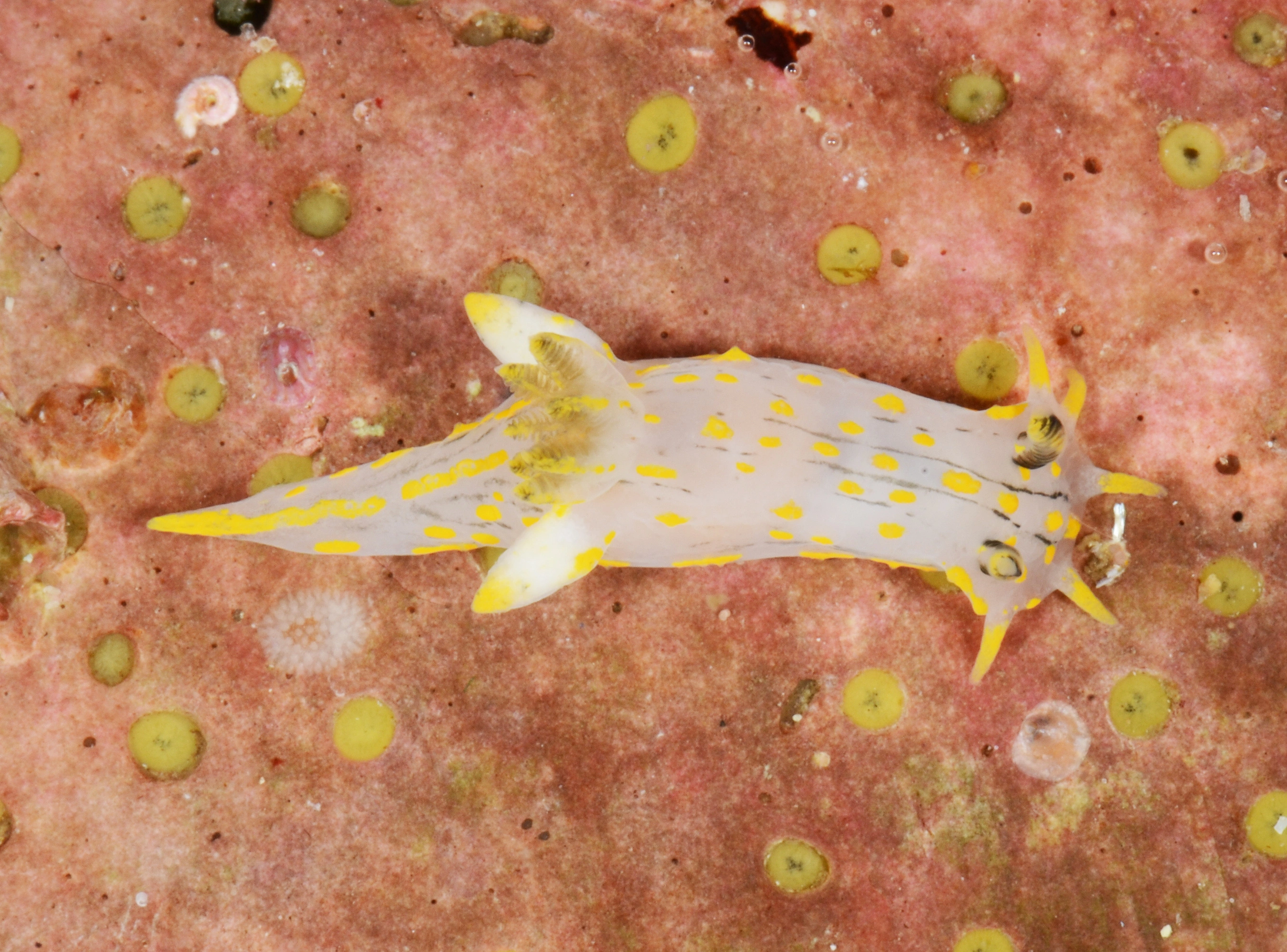 Nakensnegler: Polycera quadrilineata.