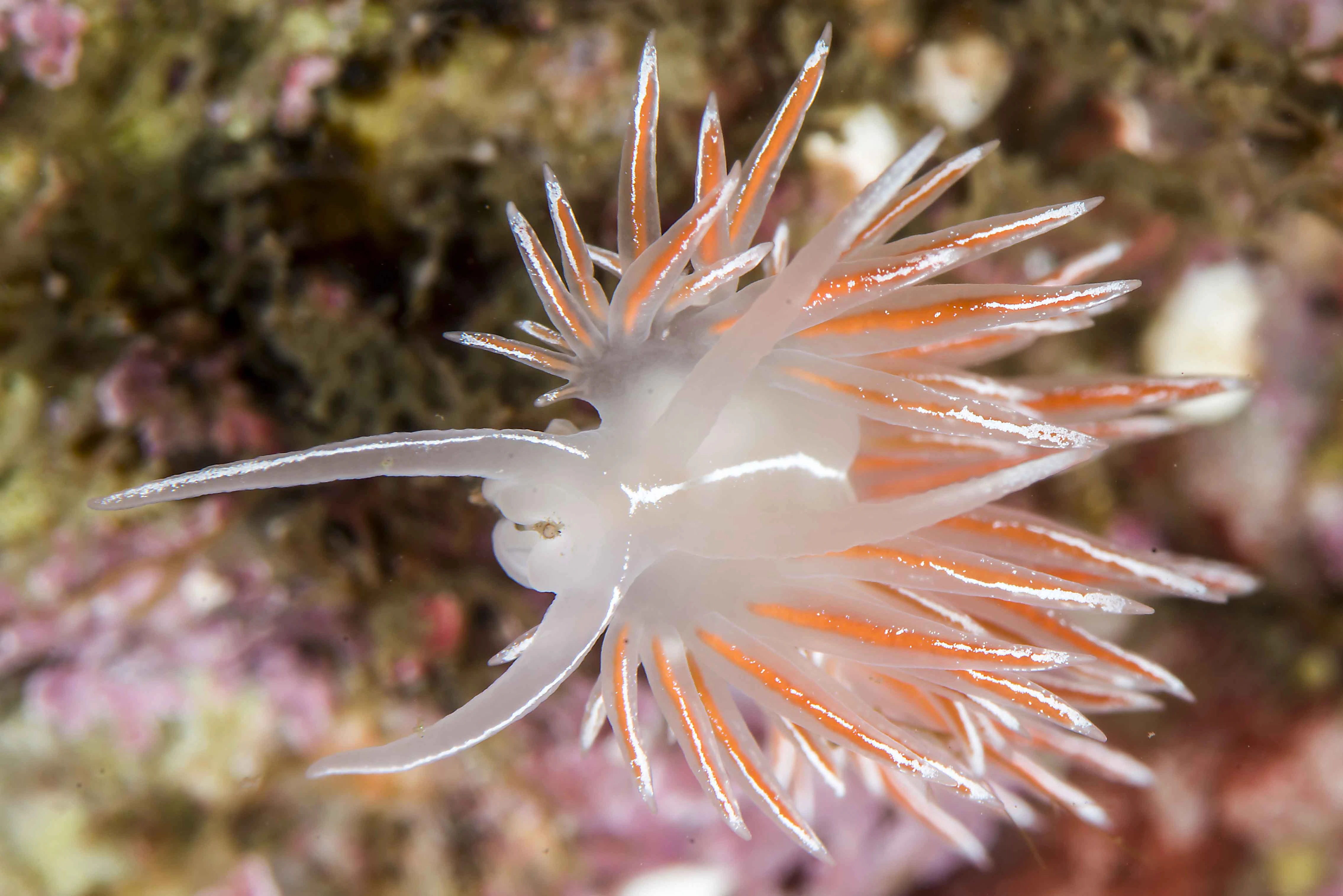 Bløtdyr: Coryphella lineata.