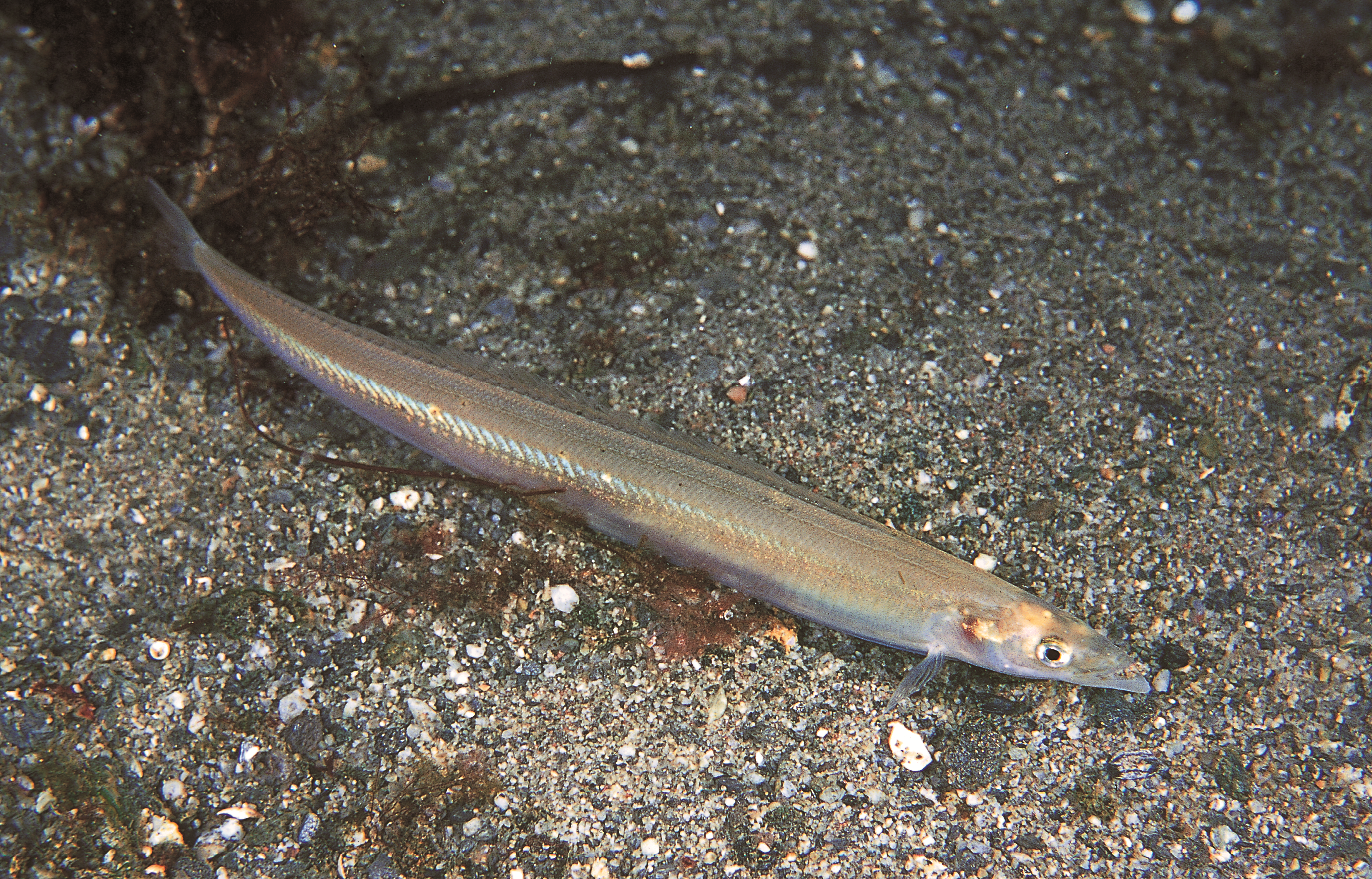 The Raitt's Sand Eel