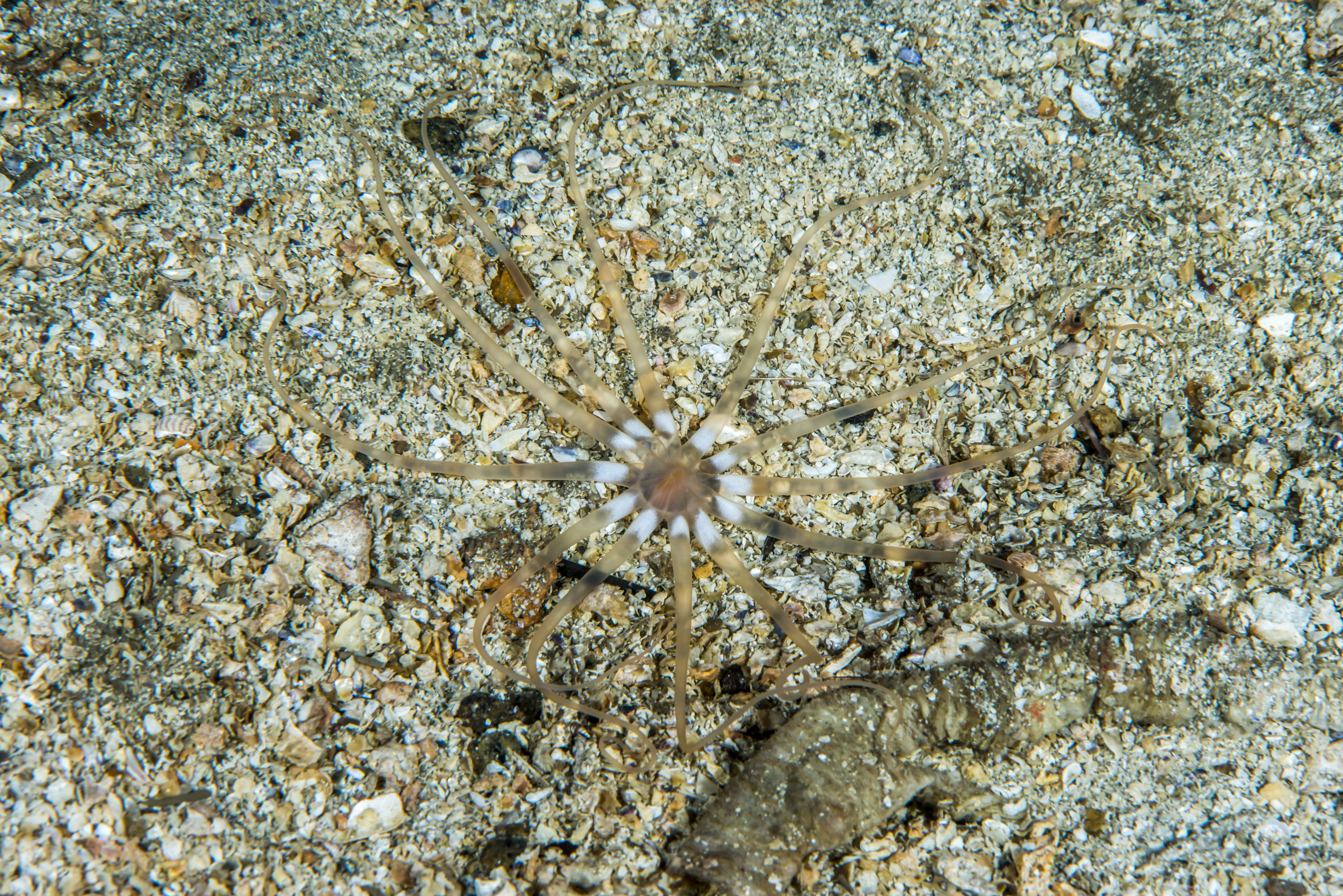 Koralldyr: Halcampoides.