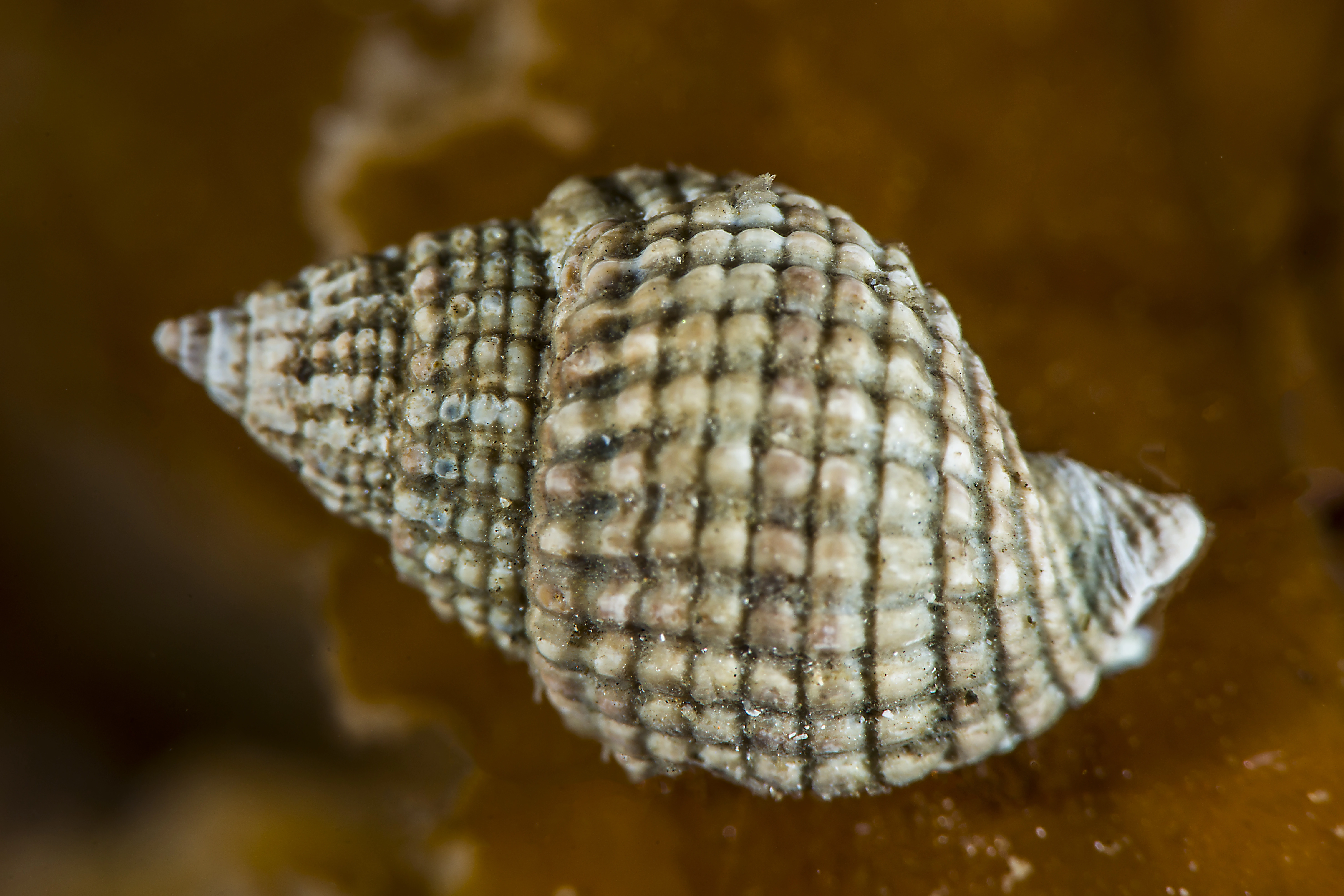 Bløtdyr: Nassarius reticulatus.