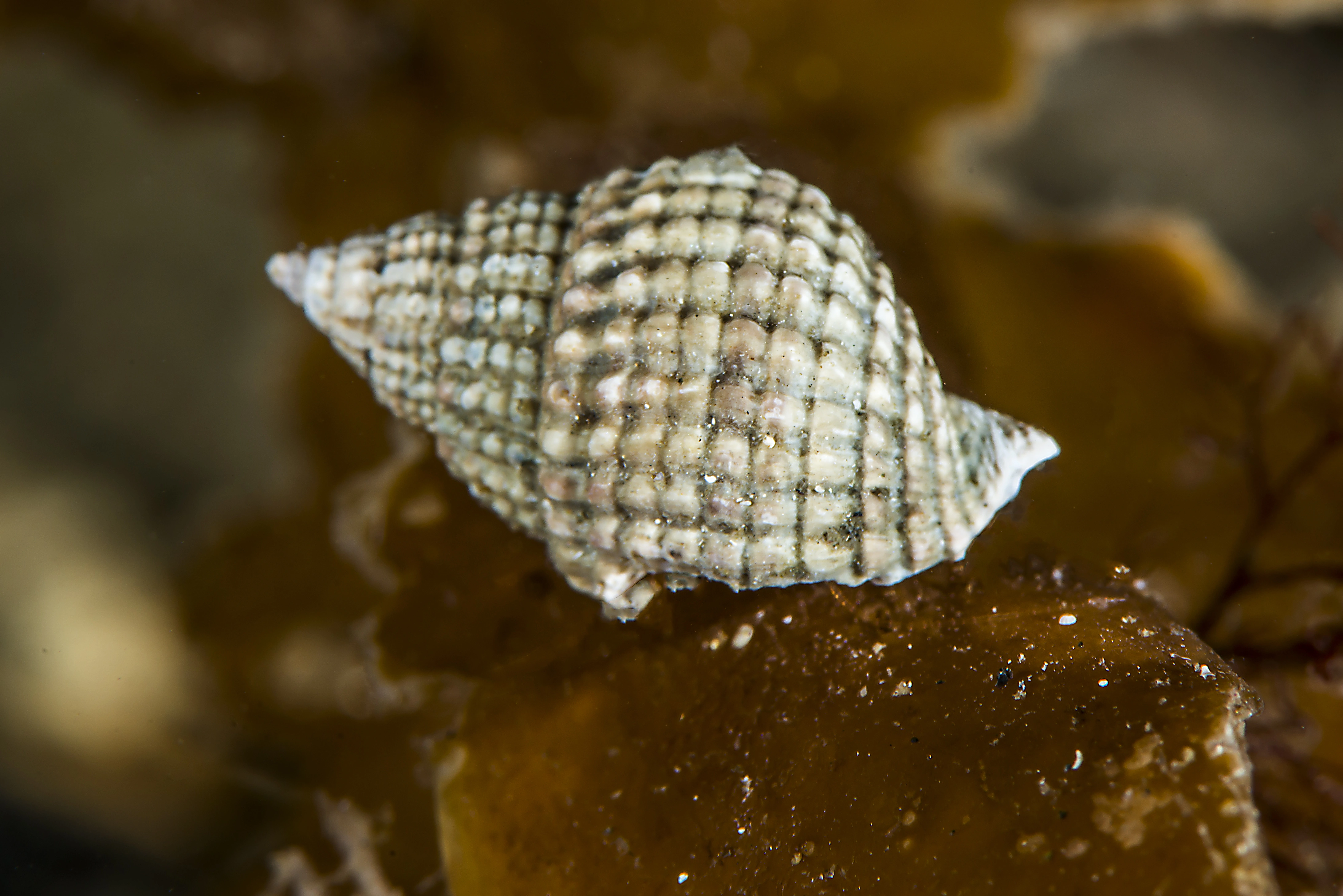 Bløtdyr: Nassarius reticulatus.