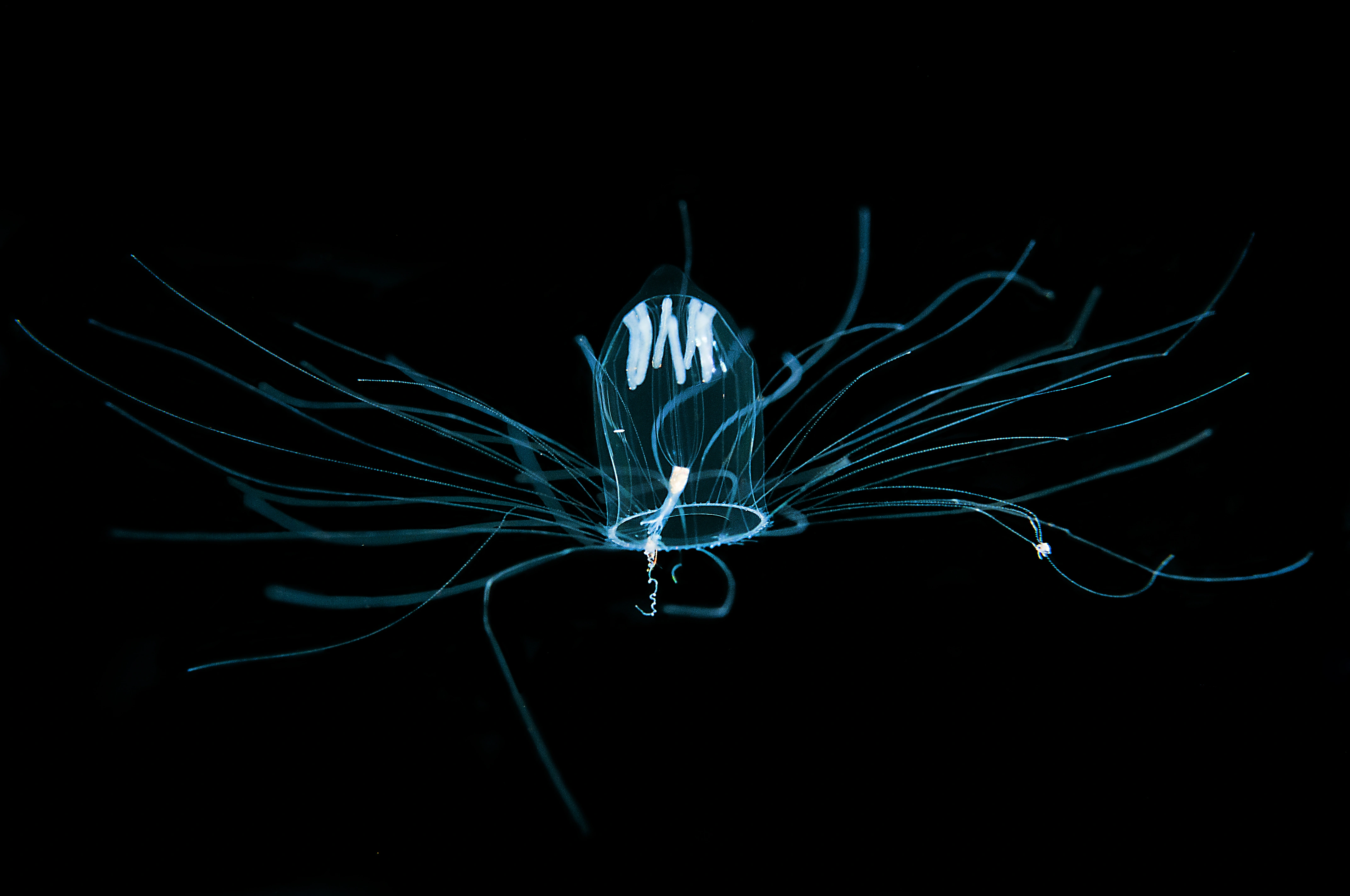 Hydrozoer: Aglantha digitale.