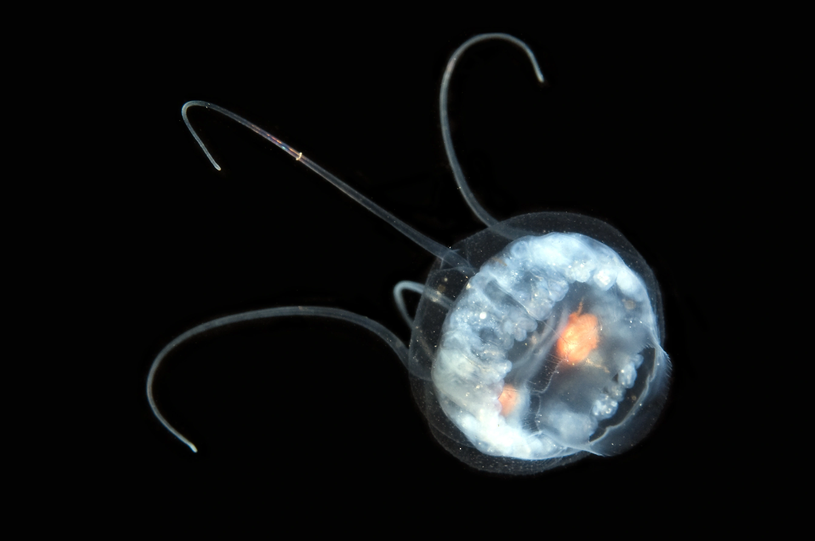 Hydrozoer: Aeginopsis laurentii.