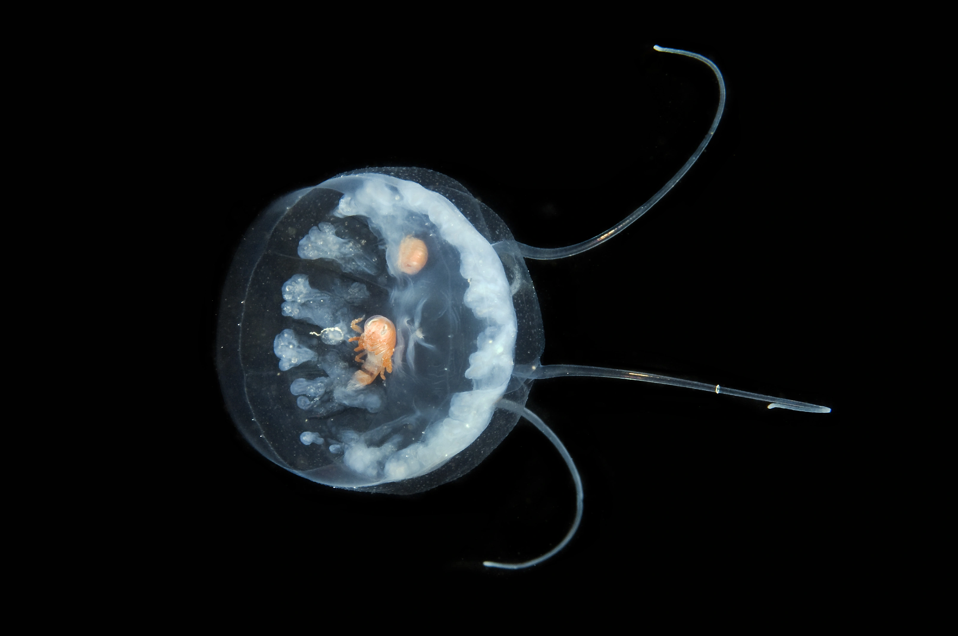 Hydrozoer: Aeginopsis laurentii.