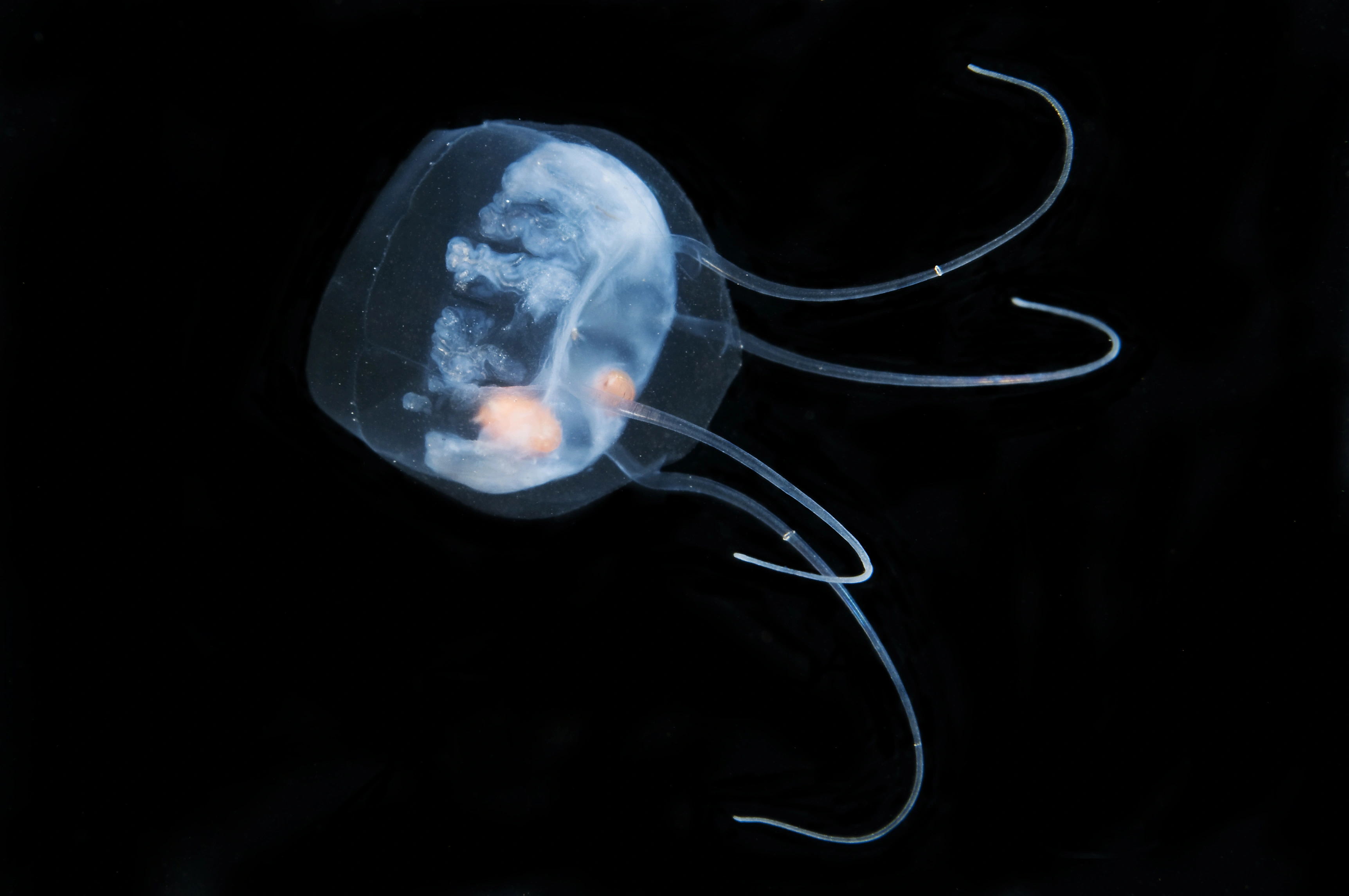 Hydrozoer: Aeginopsis laurentii.