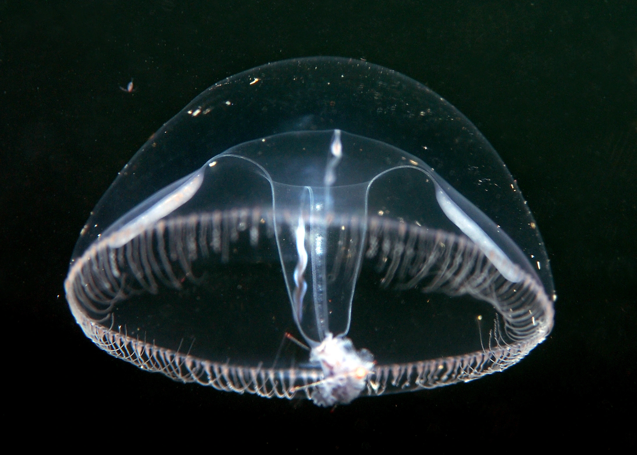 Hydrozoer: Eutonina indicans.