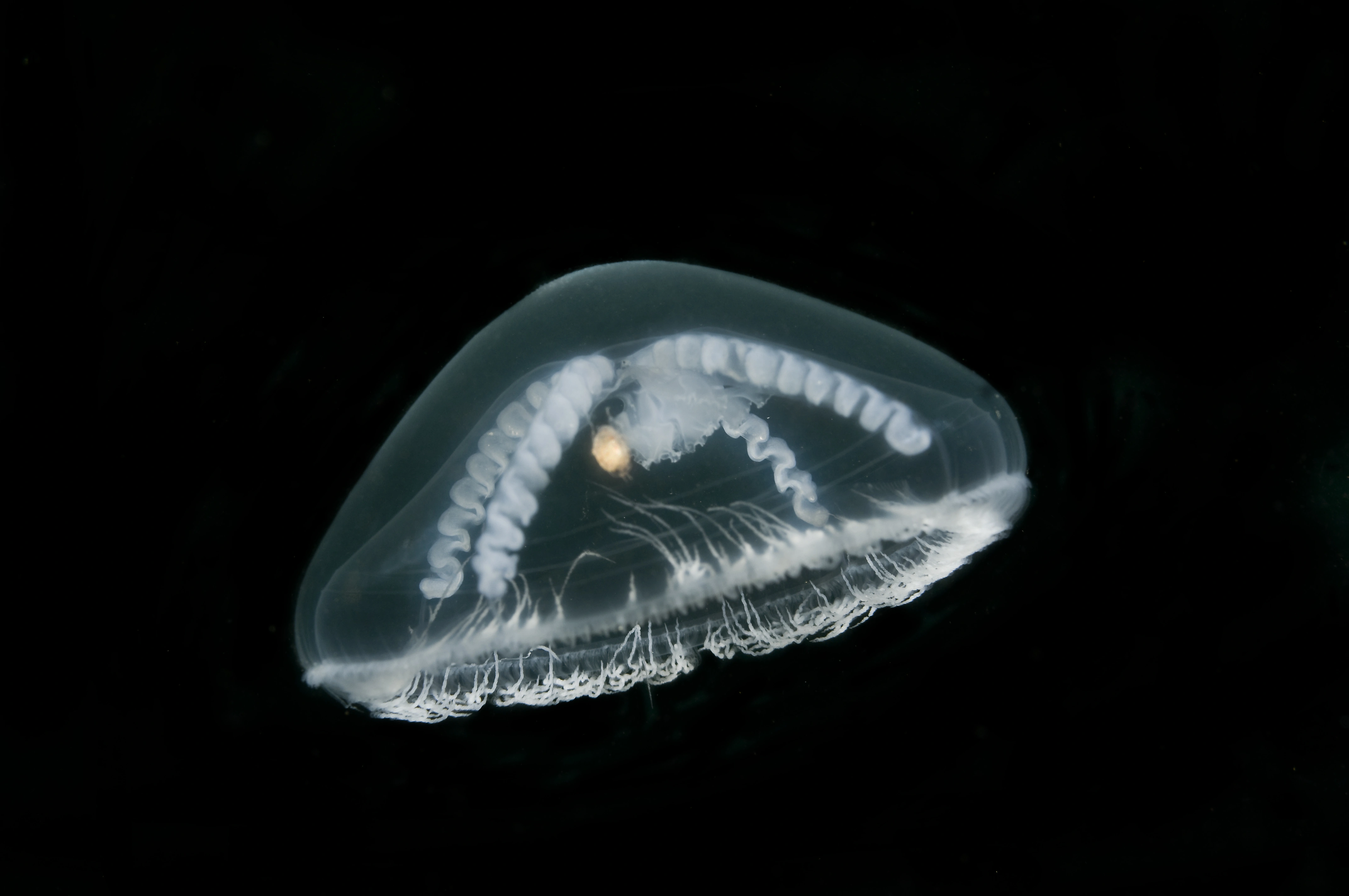 Hydrozoer: Eutonina indicans.