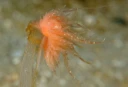 Nakensnegler: Cumanotus beaumonti.