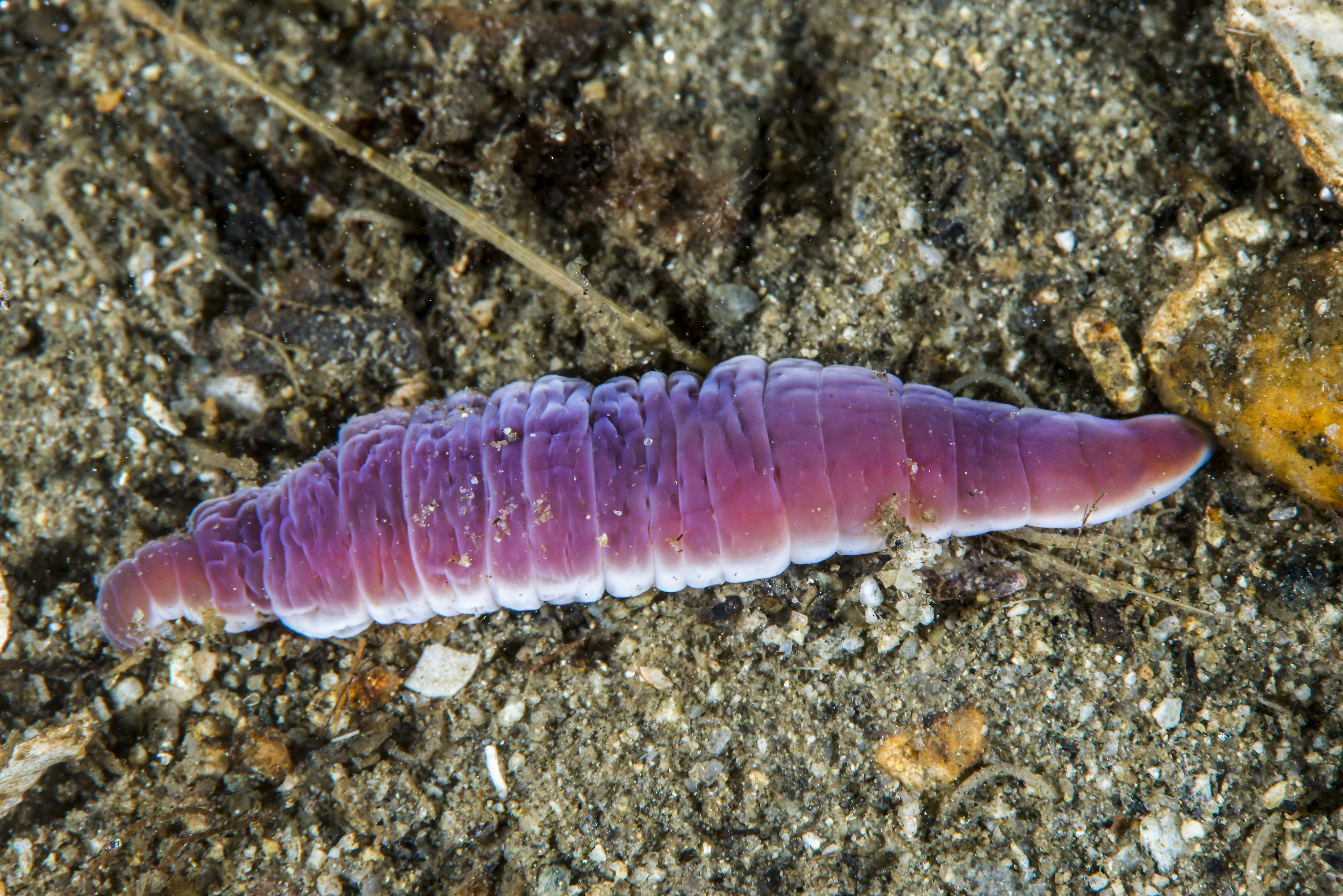 Slimormer: Cerebratulus.