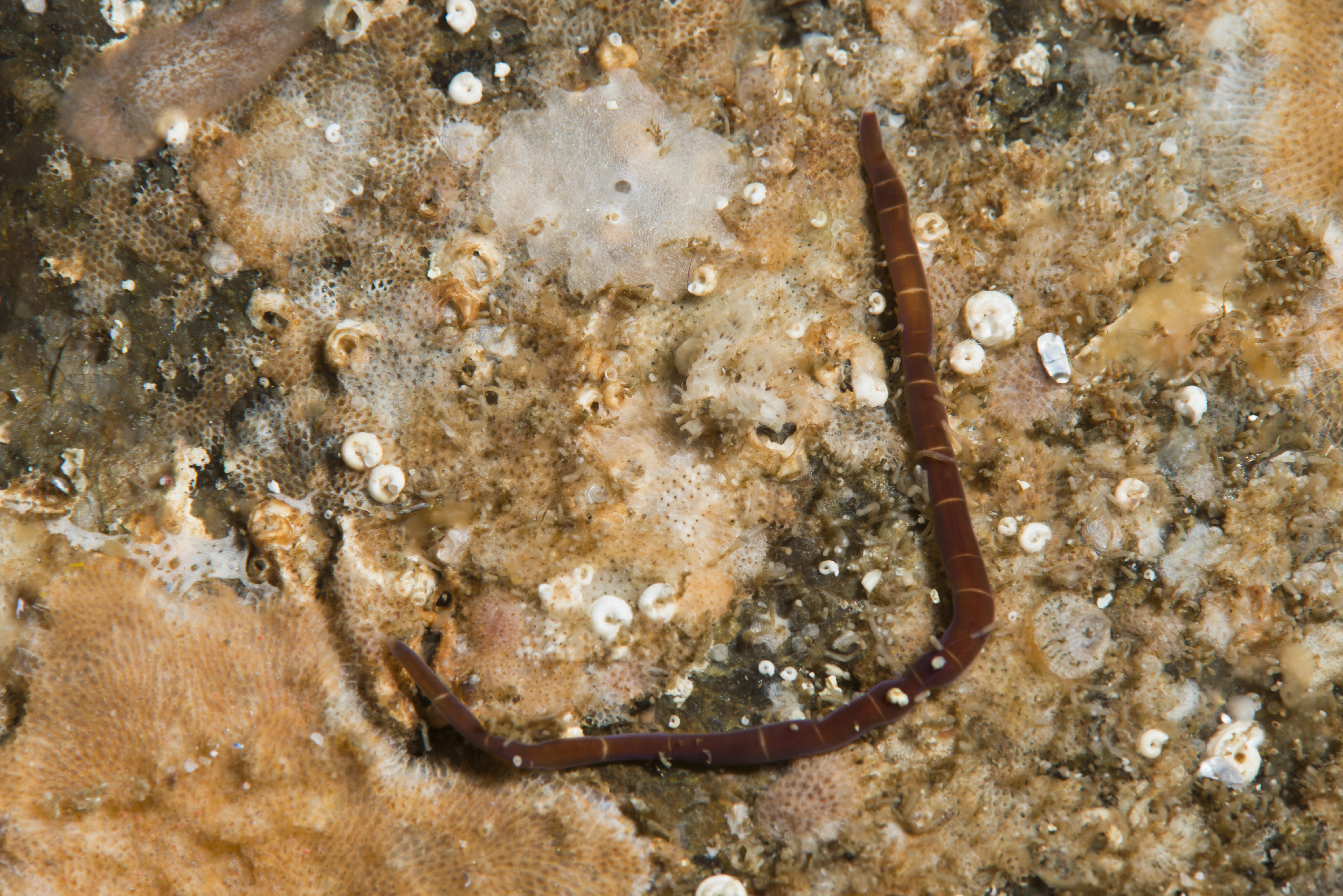 Slimormer: Micrura fasciolata.