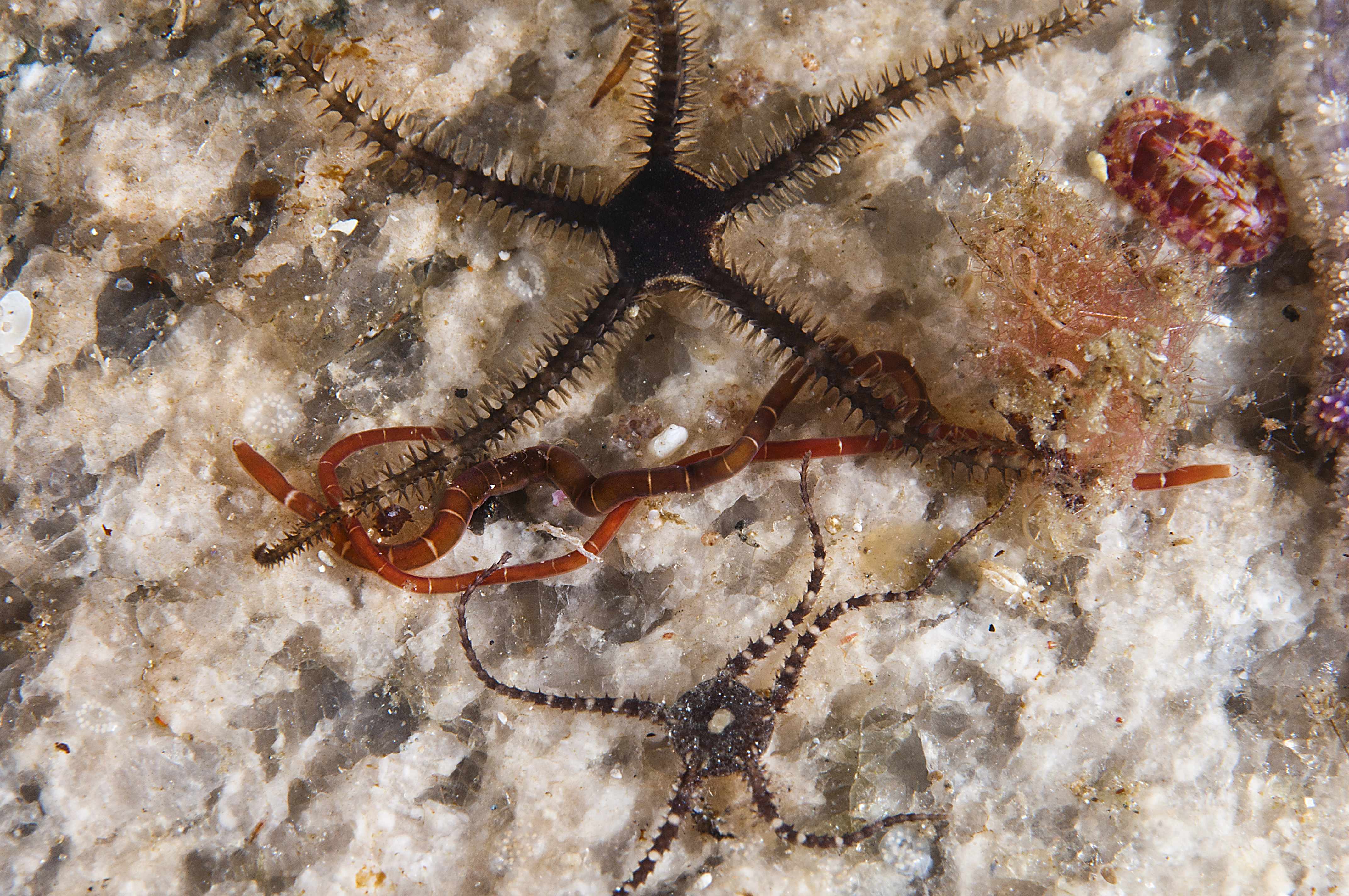 Slimormer: Micrura fasciolata.