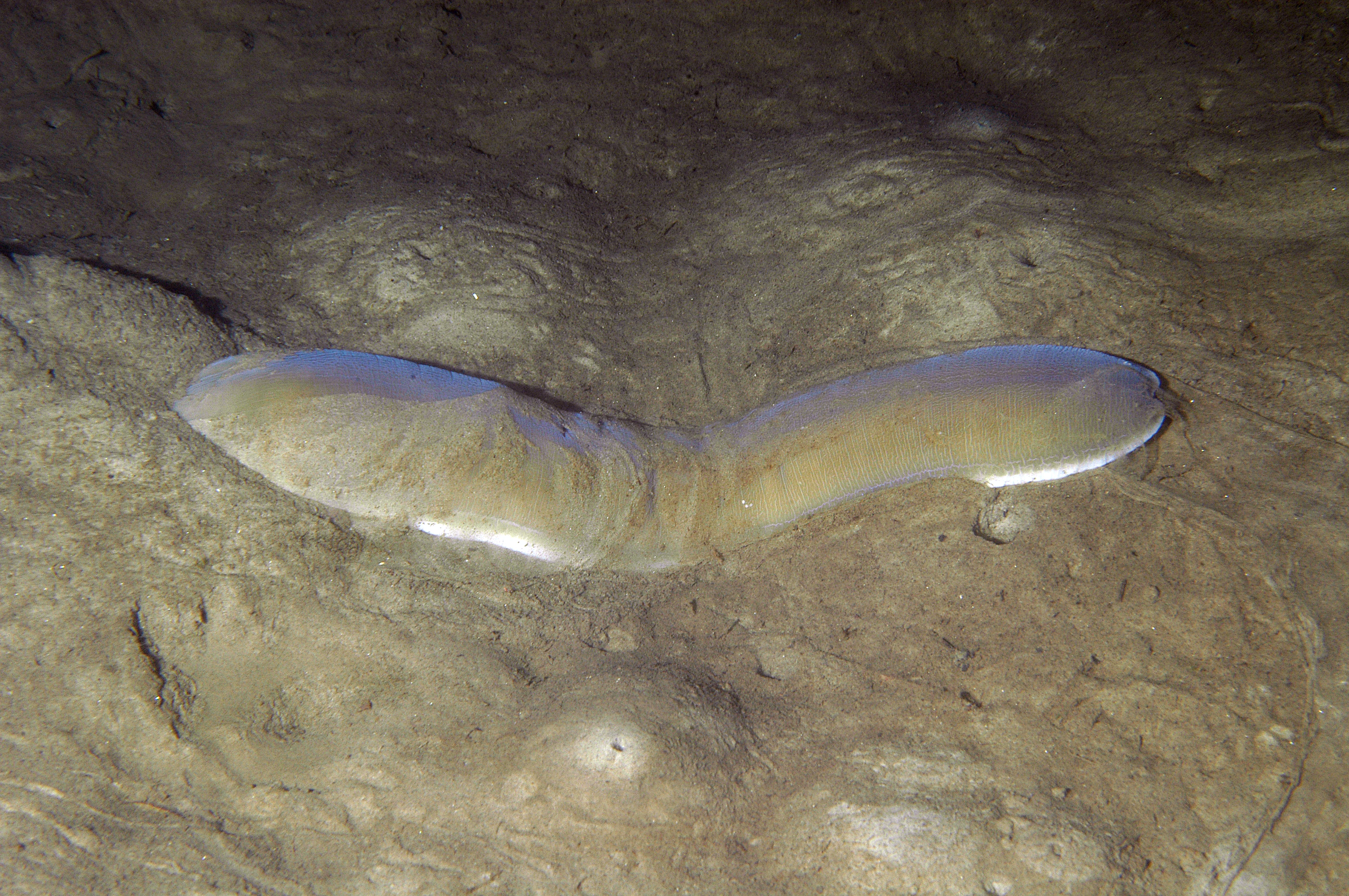 Slimormer: Cerebratulus marginatus.