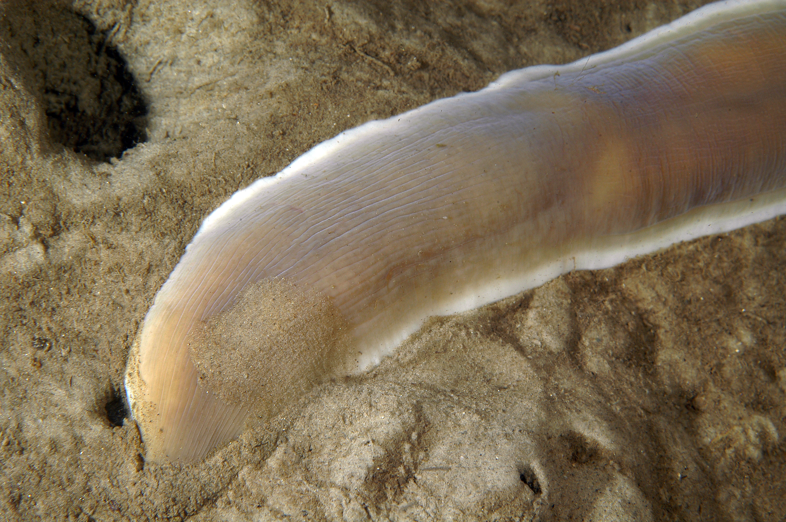 Slimormer: Cerebratulus marginatus.