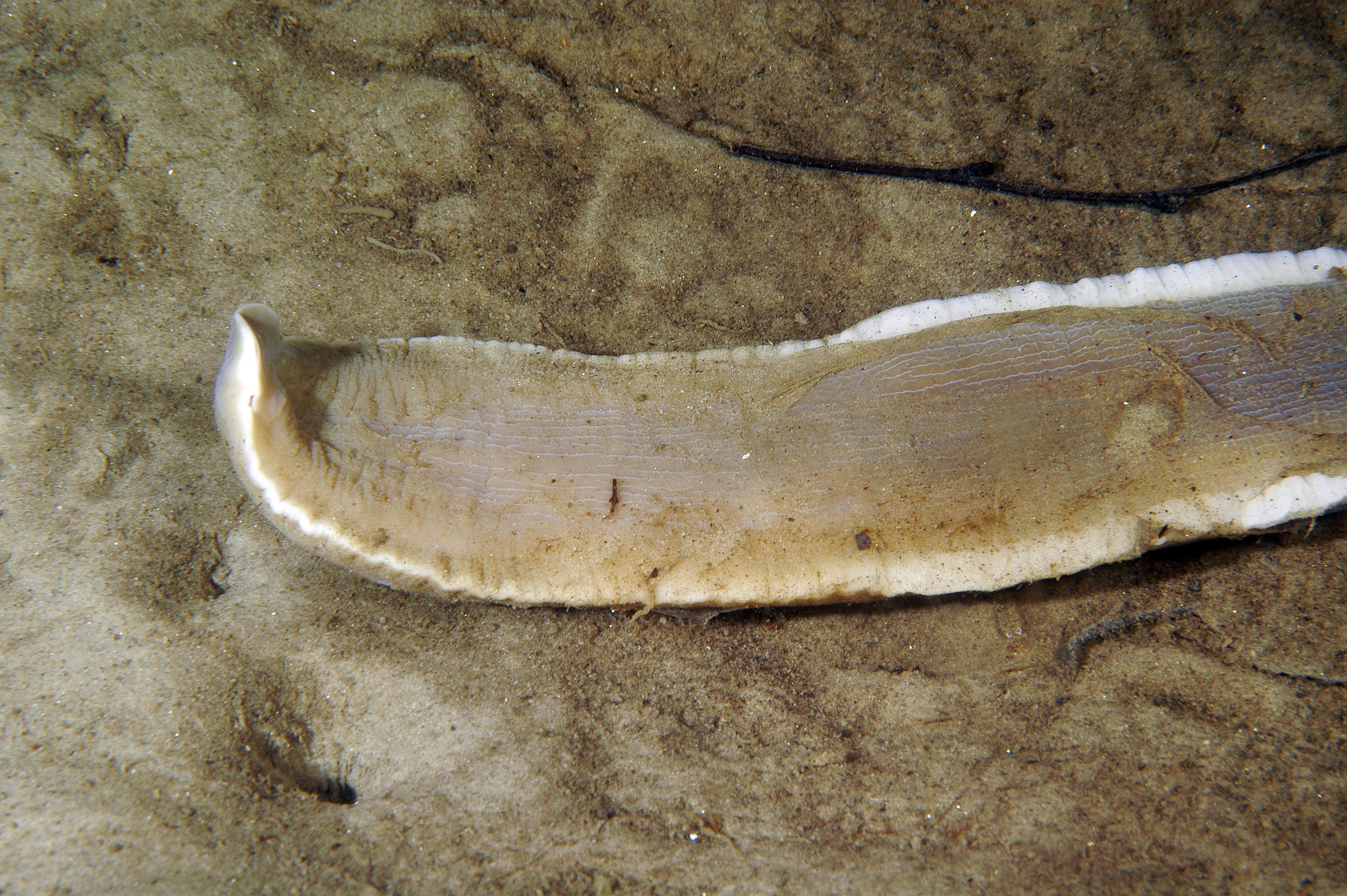 Slimormer: Cerebratulus marginatus.
