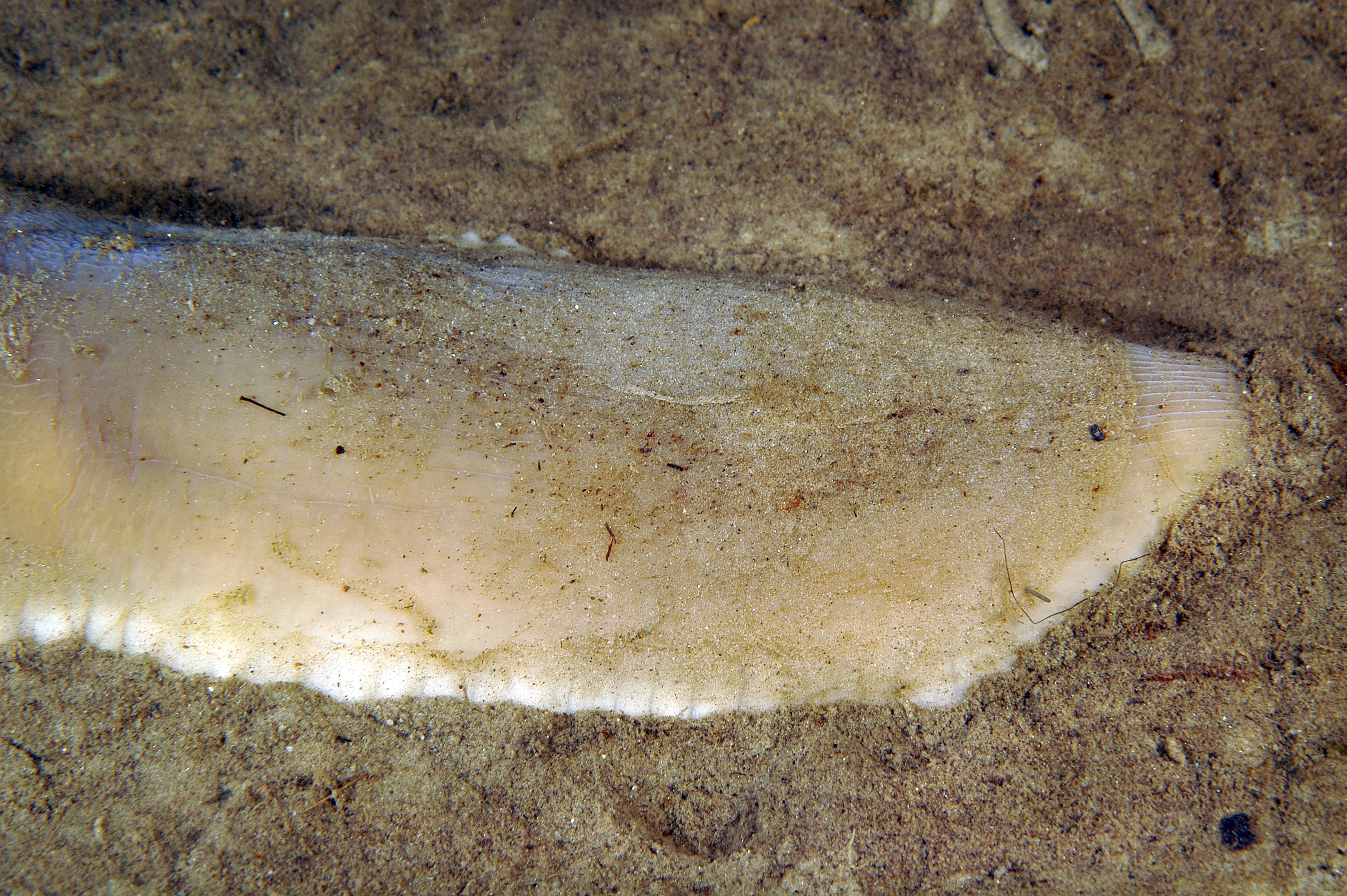 Slimormer: Cerebratulus marginatus.