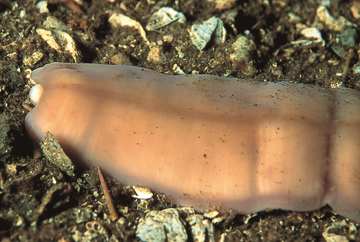 Slimormer: Cerebratulus marginatus.