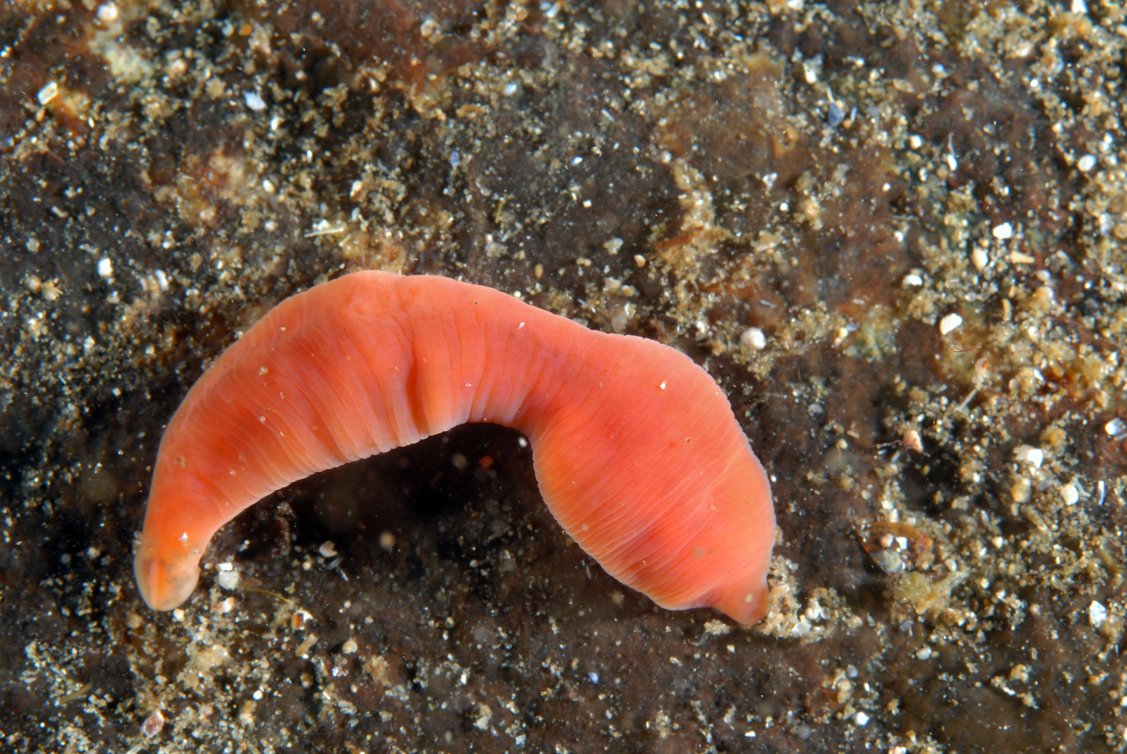 Slimormer: Nipponnemertes pulchra.