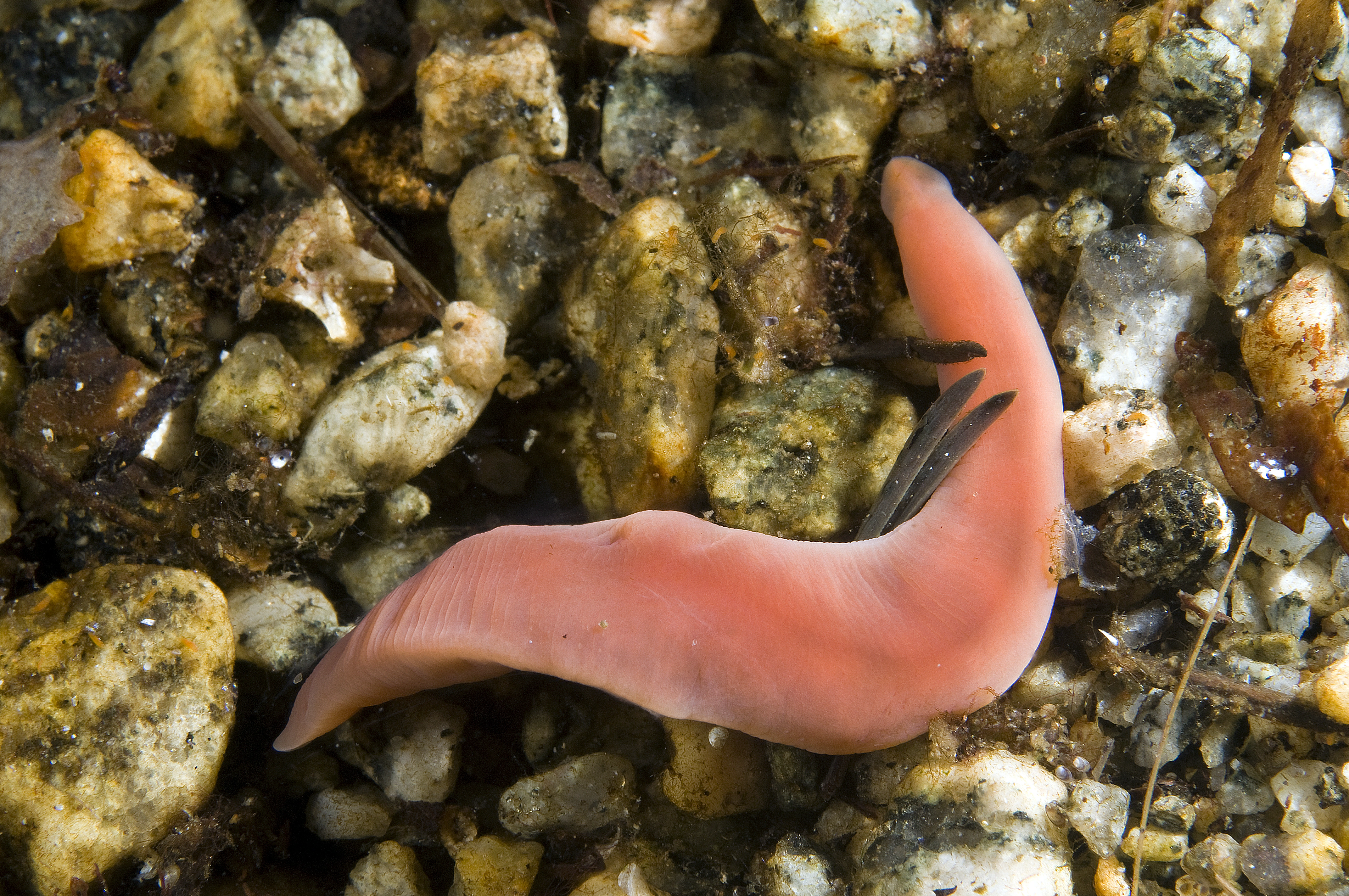 Slimormer: Nipponnemertes pulchra.