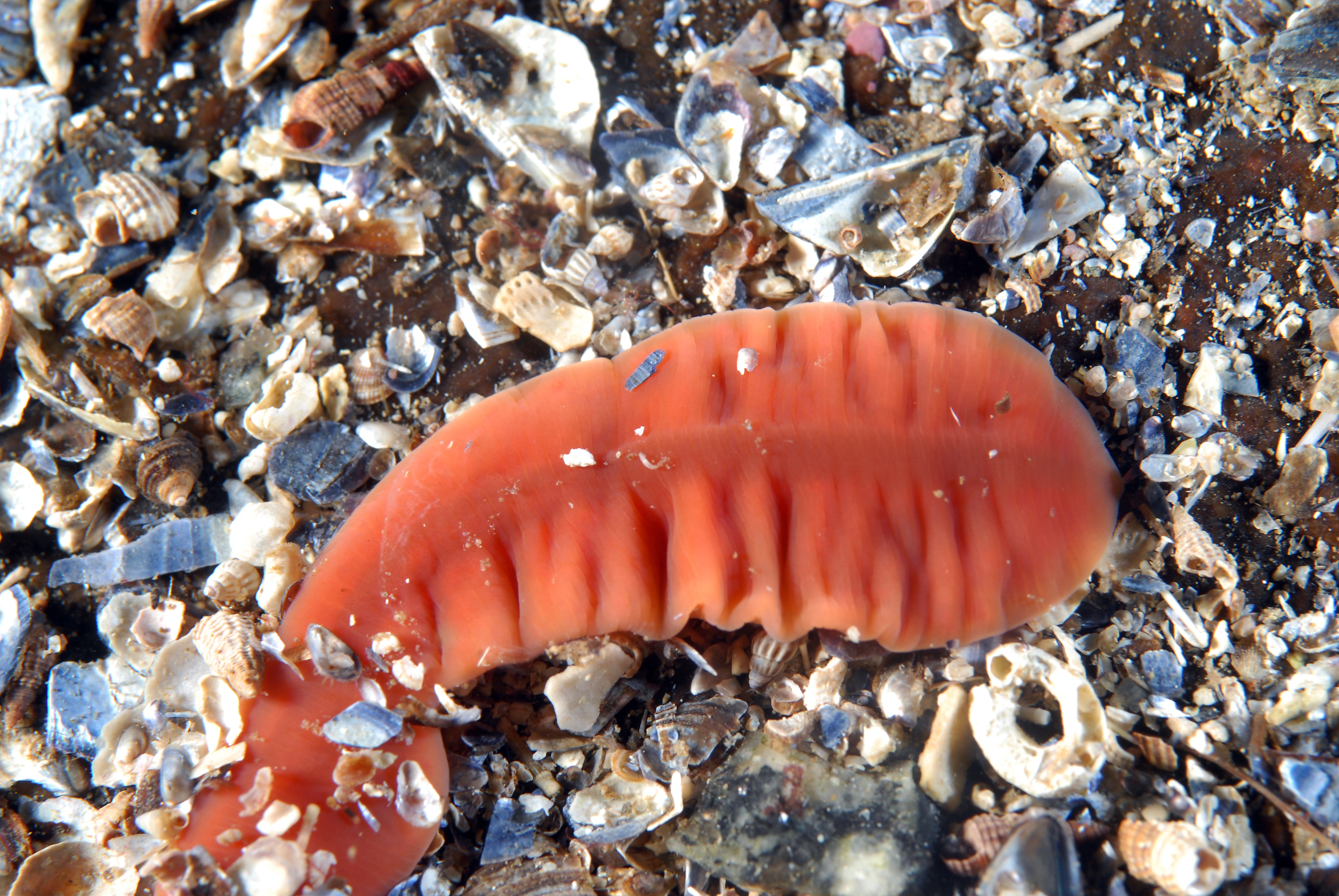 Slimormer: Nipponnemertes pulchra.