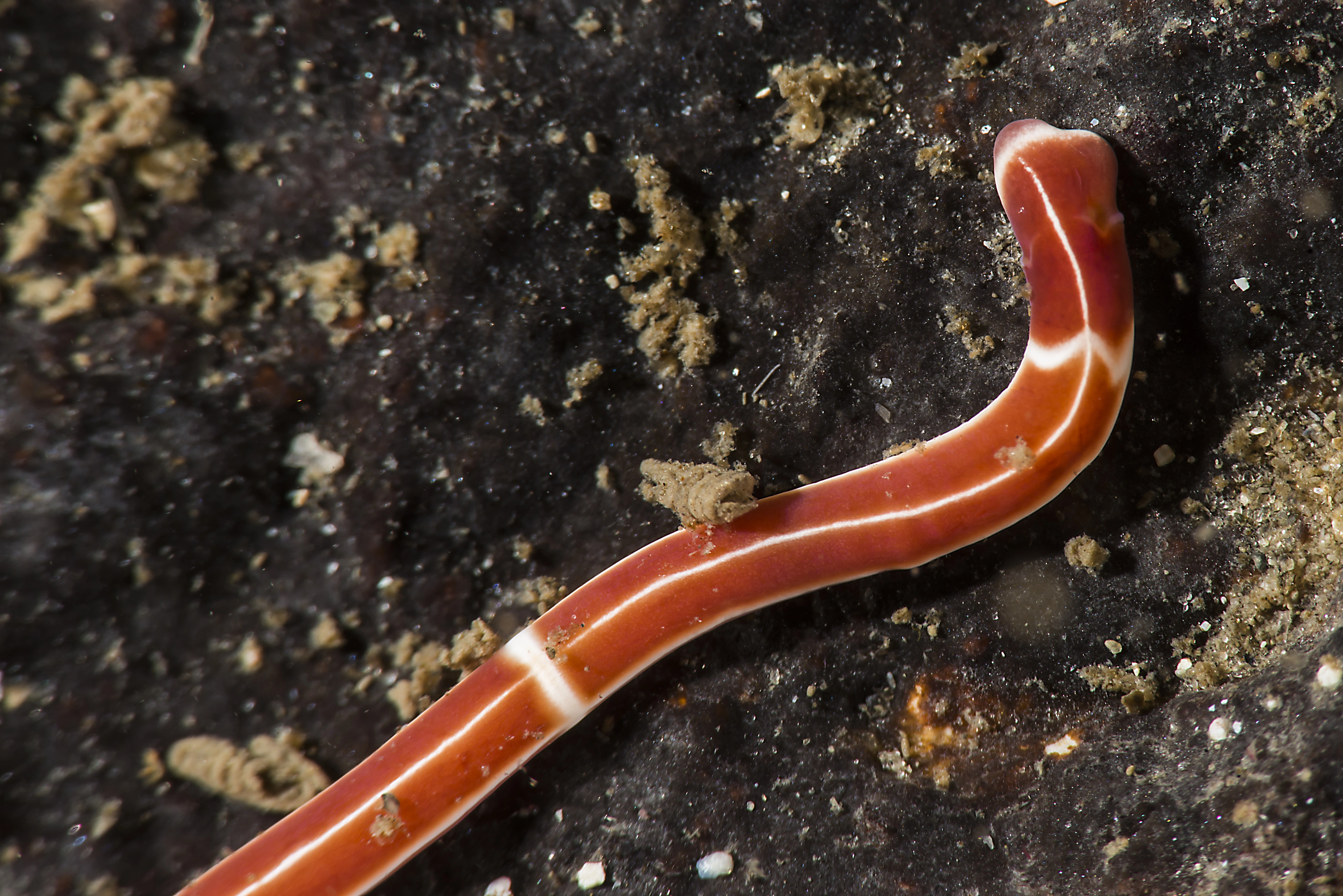 Slimormer: Tubulanus annulatus.