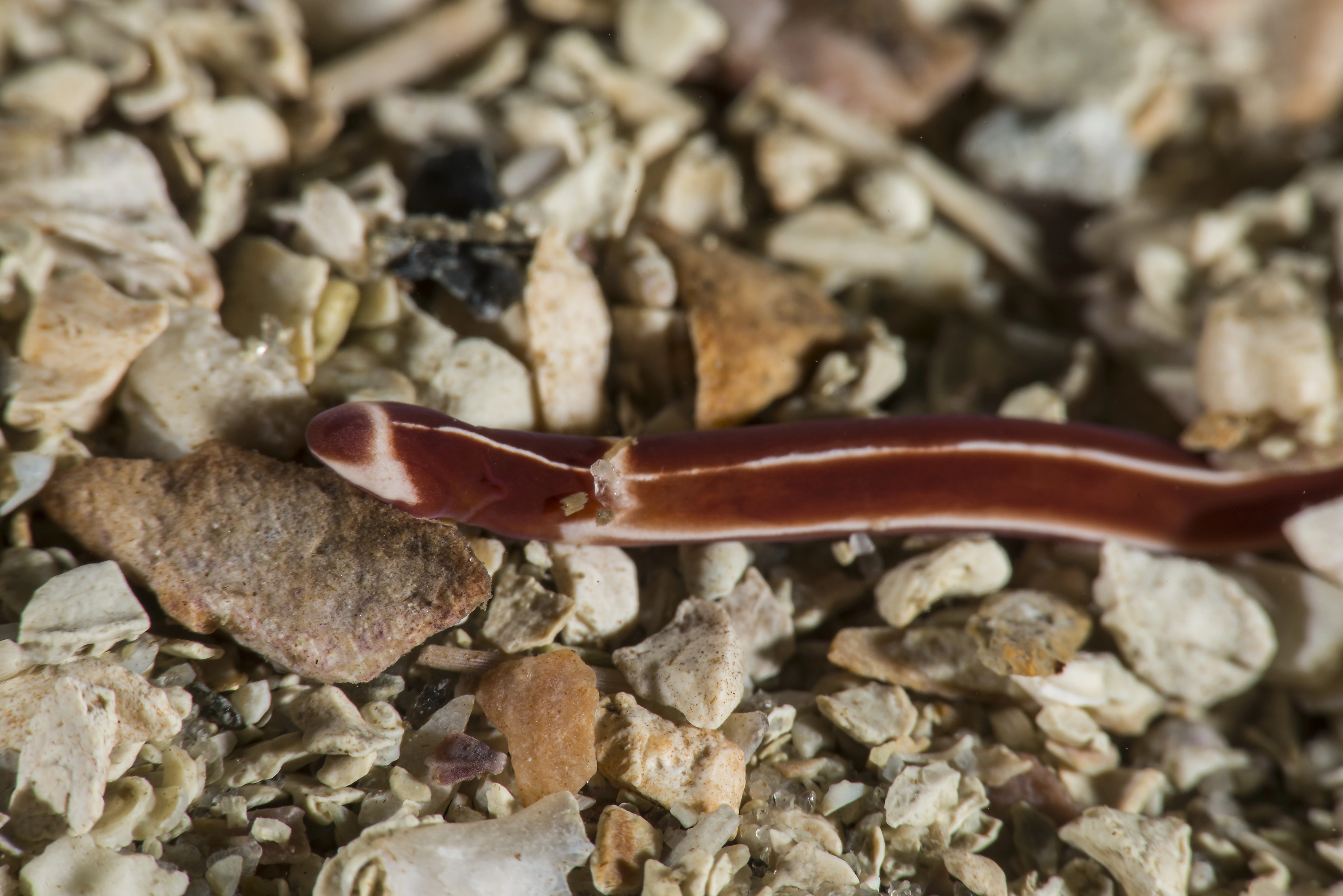 Slimormer: Tubulanus annulatus.