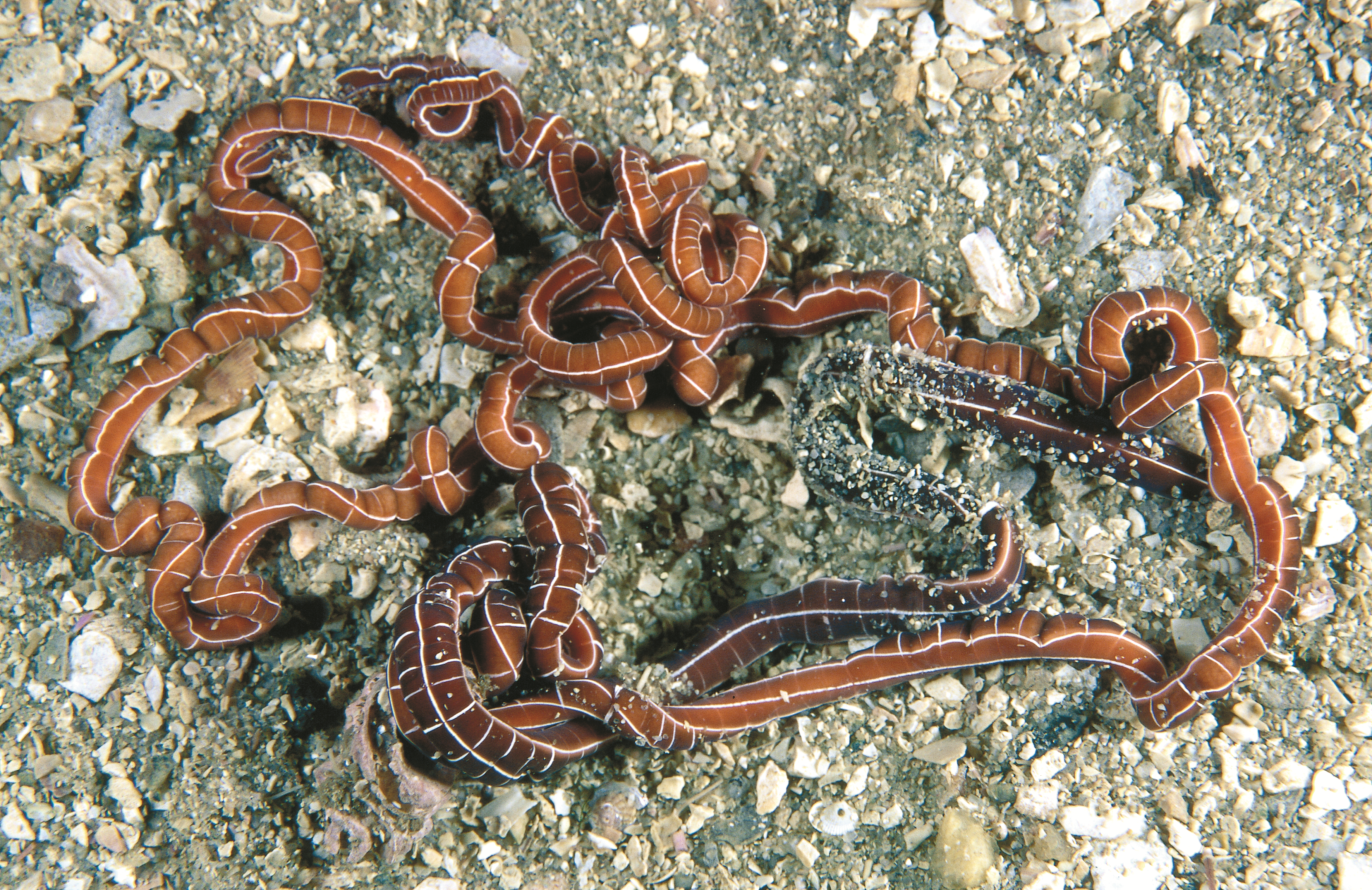 Slimormer: Tubulanus superbus.