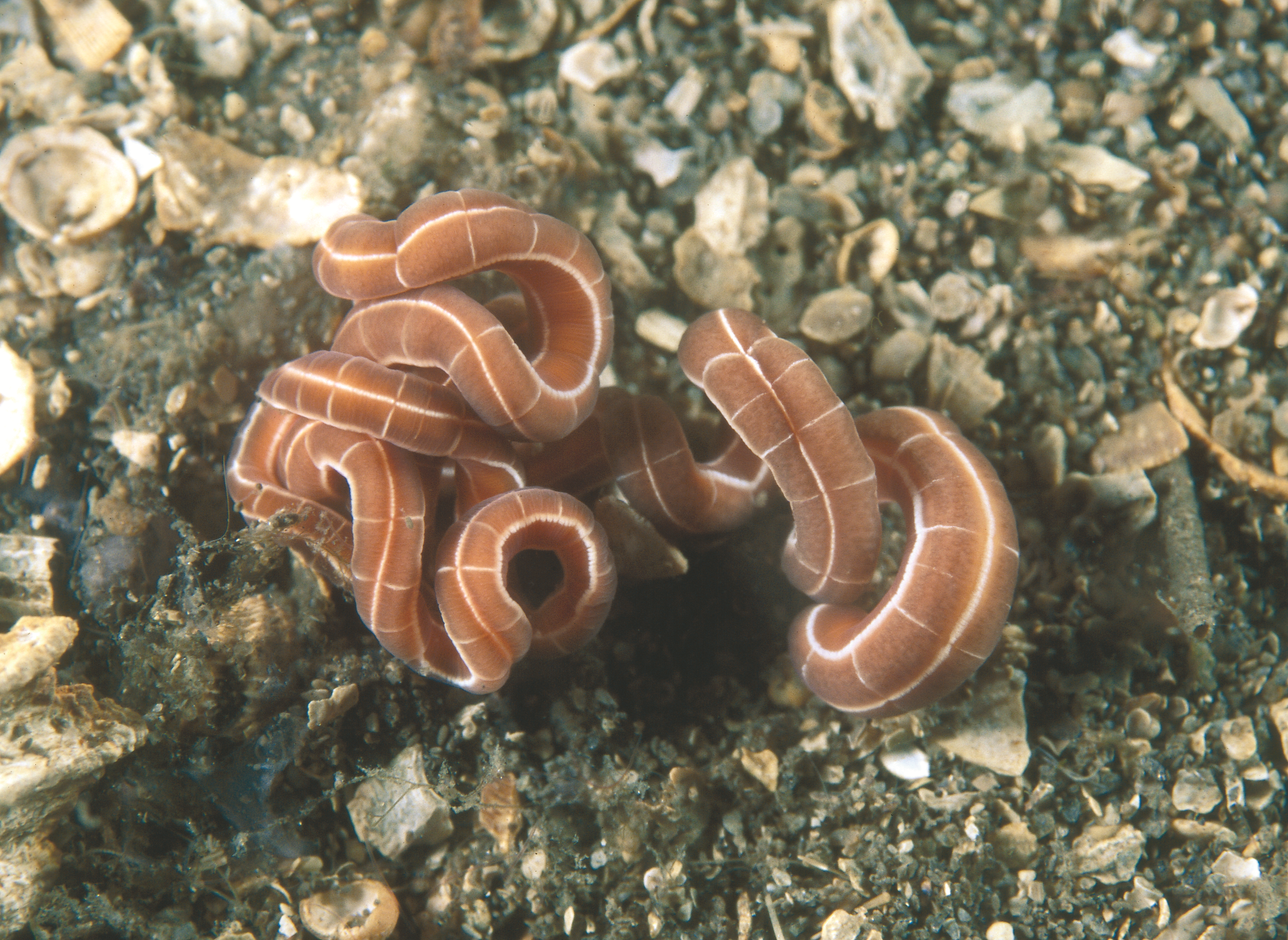 Slimormer: Tubulanus superbus.