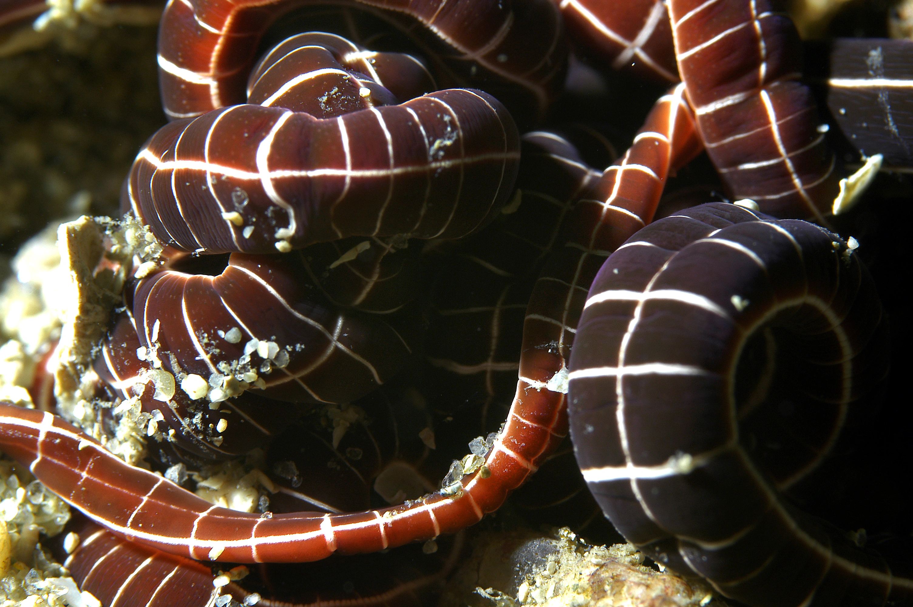 Slimormer: Tubulanus superbus.