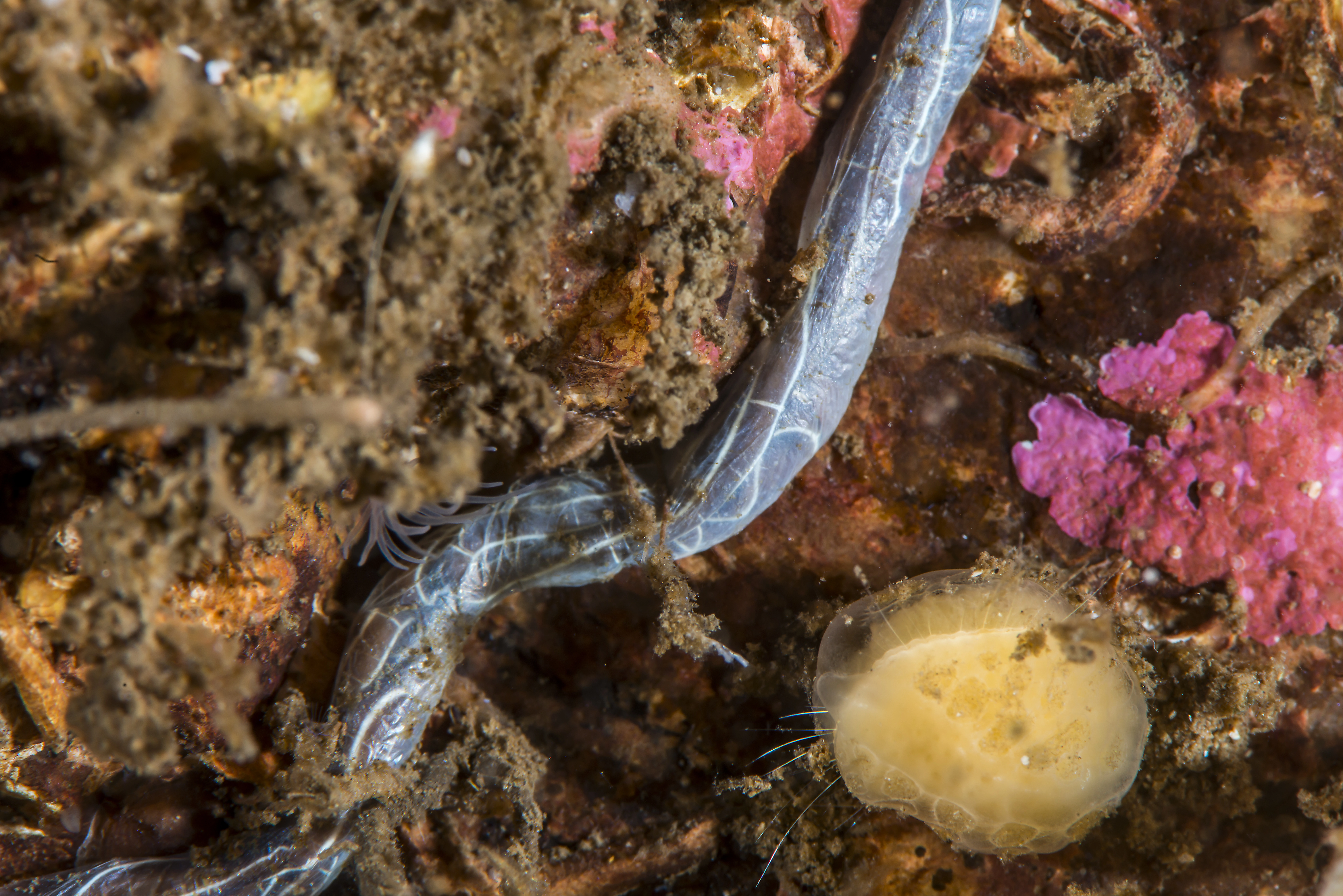 Slimormer: Tubulanus superbus.