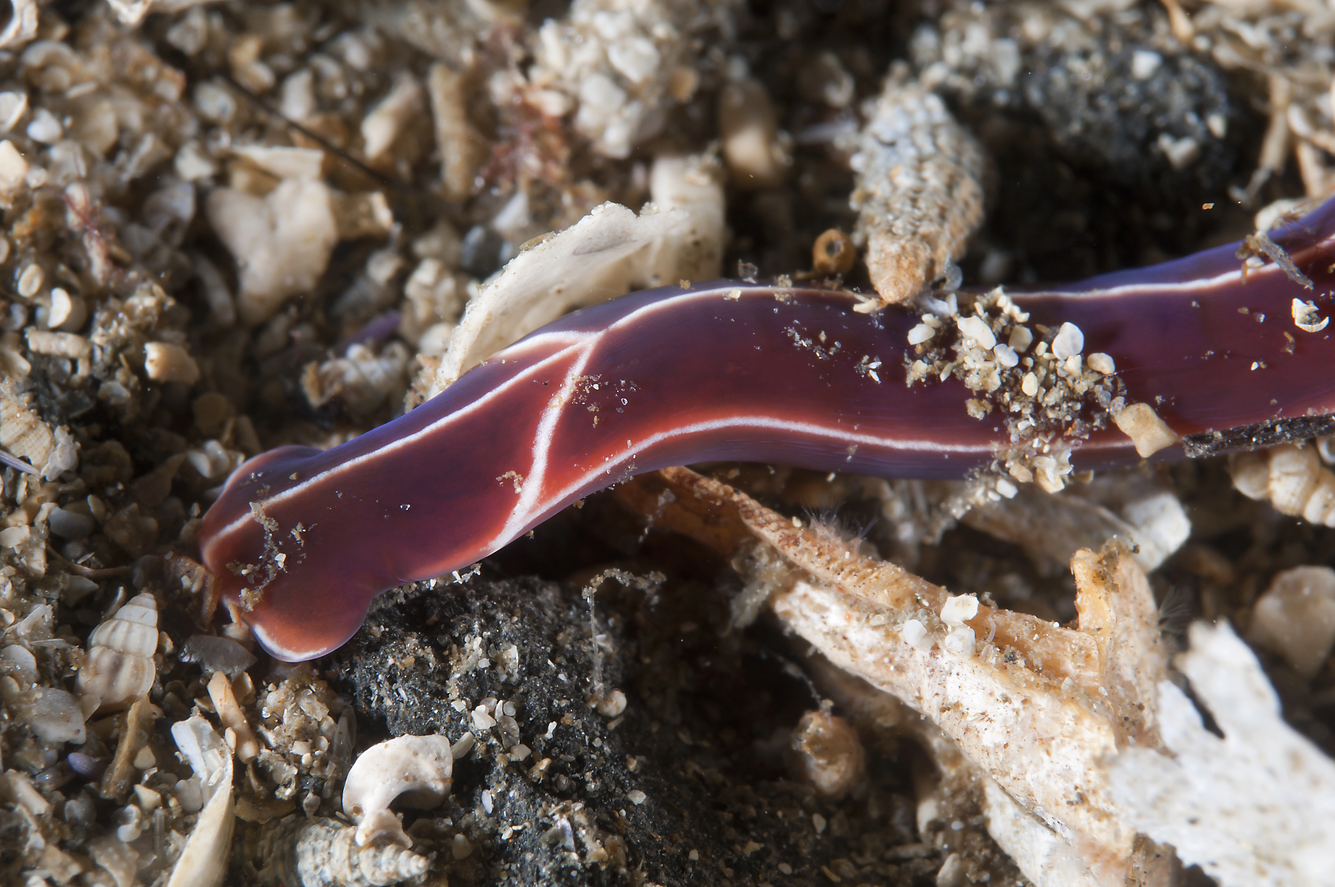 Slimormer: Tubulanus superbus.