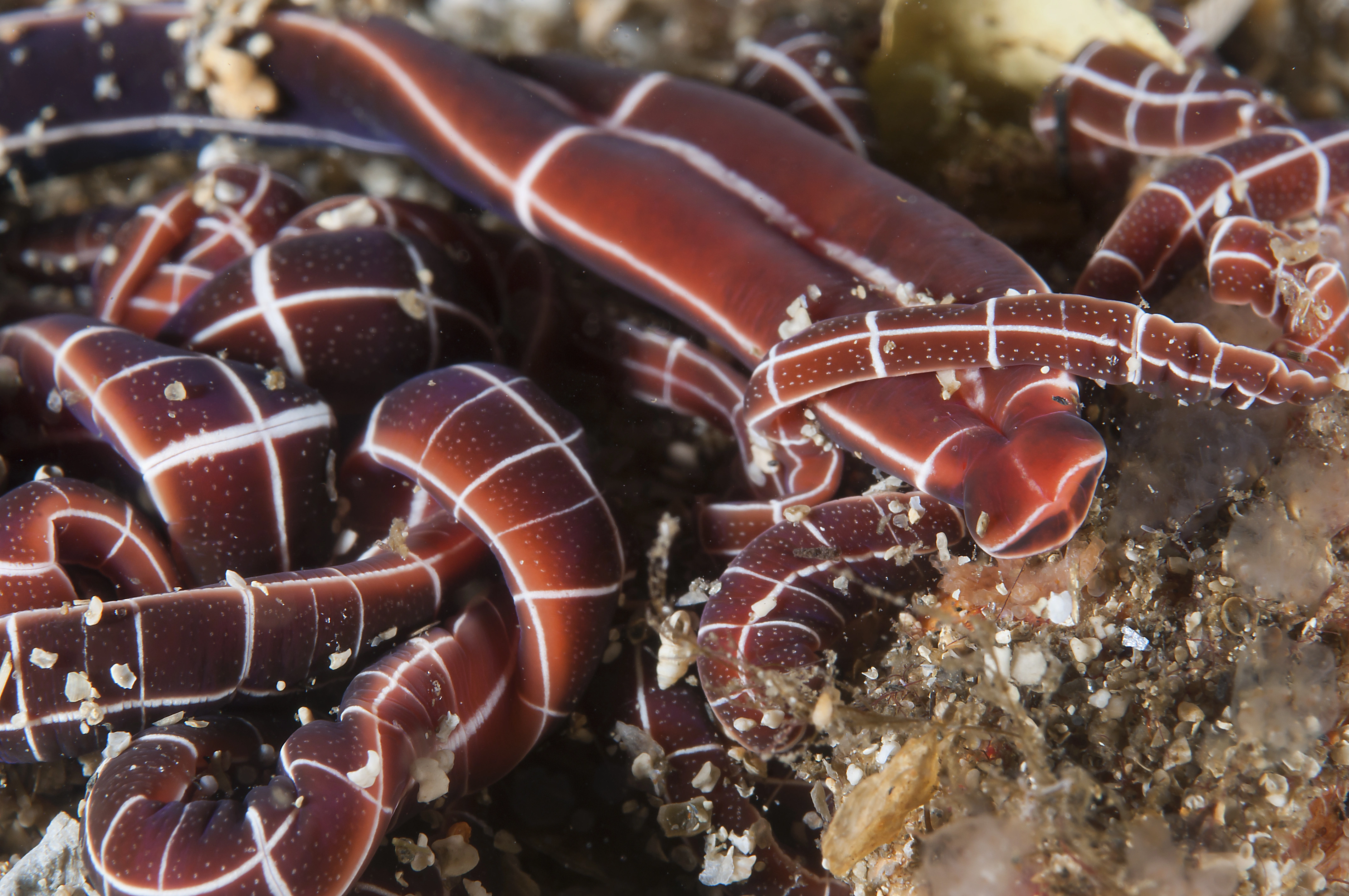 Slimormer: Tubulanus superbus.