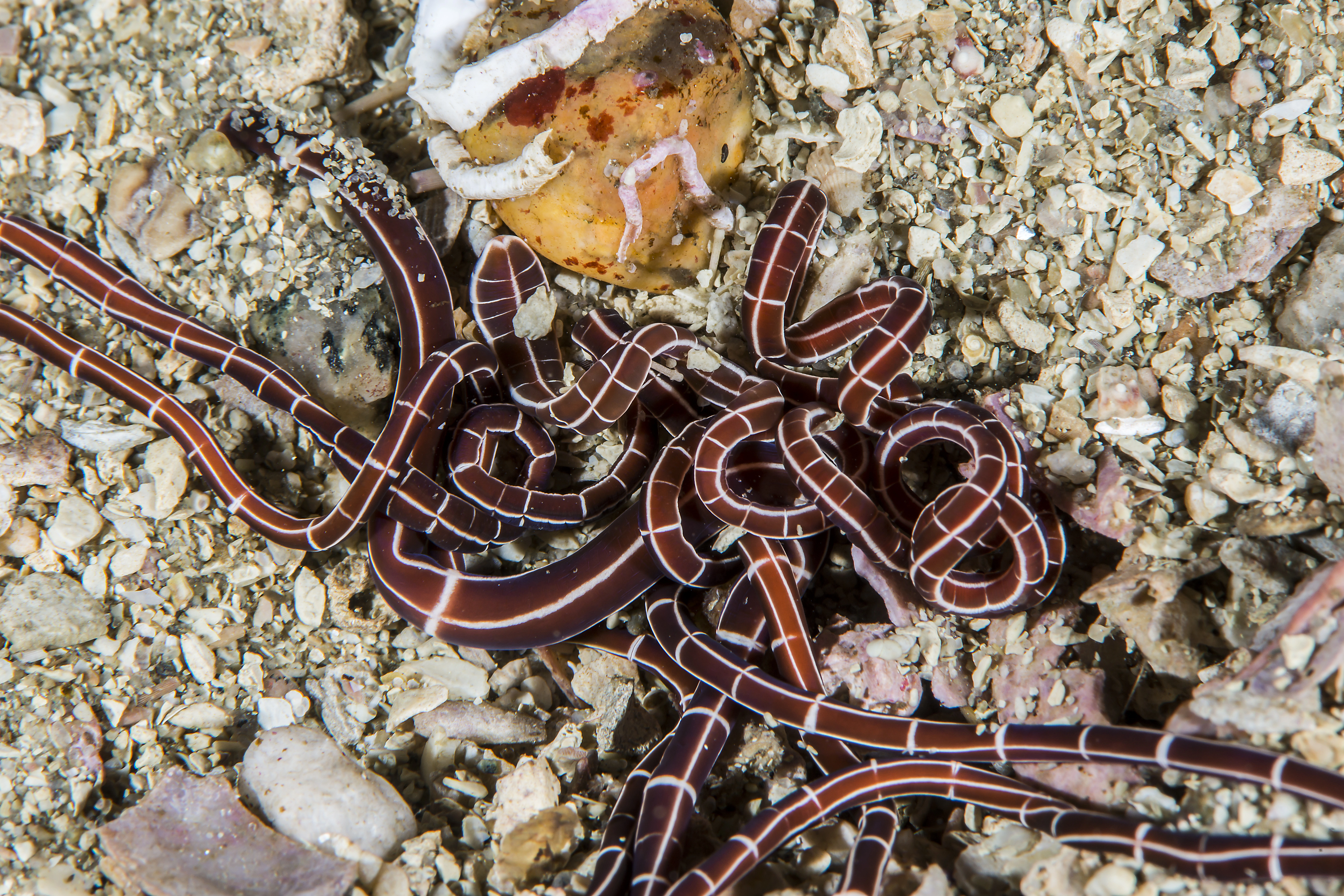 Slimormer: Tubulanus superbus.