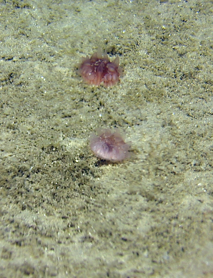 Koralldyr: Fungiacyathus fragilis.