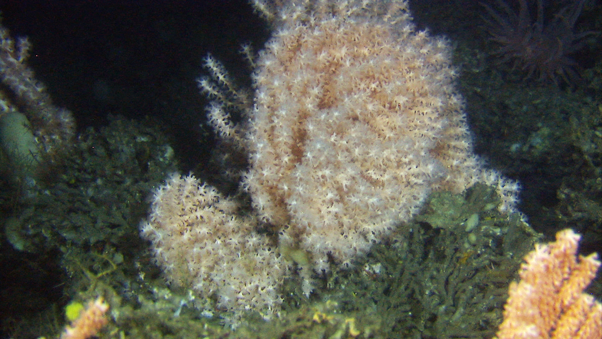 Koralldyr: Anthothela grandiflora.