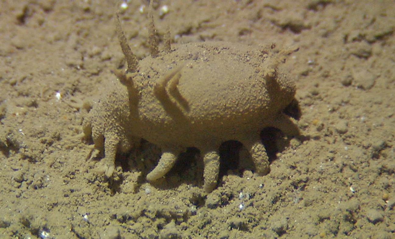 Pigghuder: Elpidia glacialis.