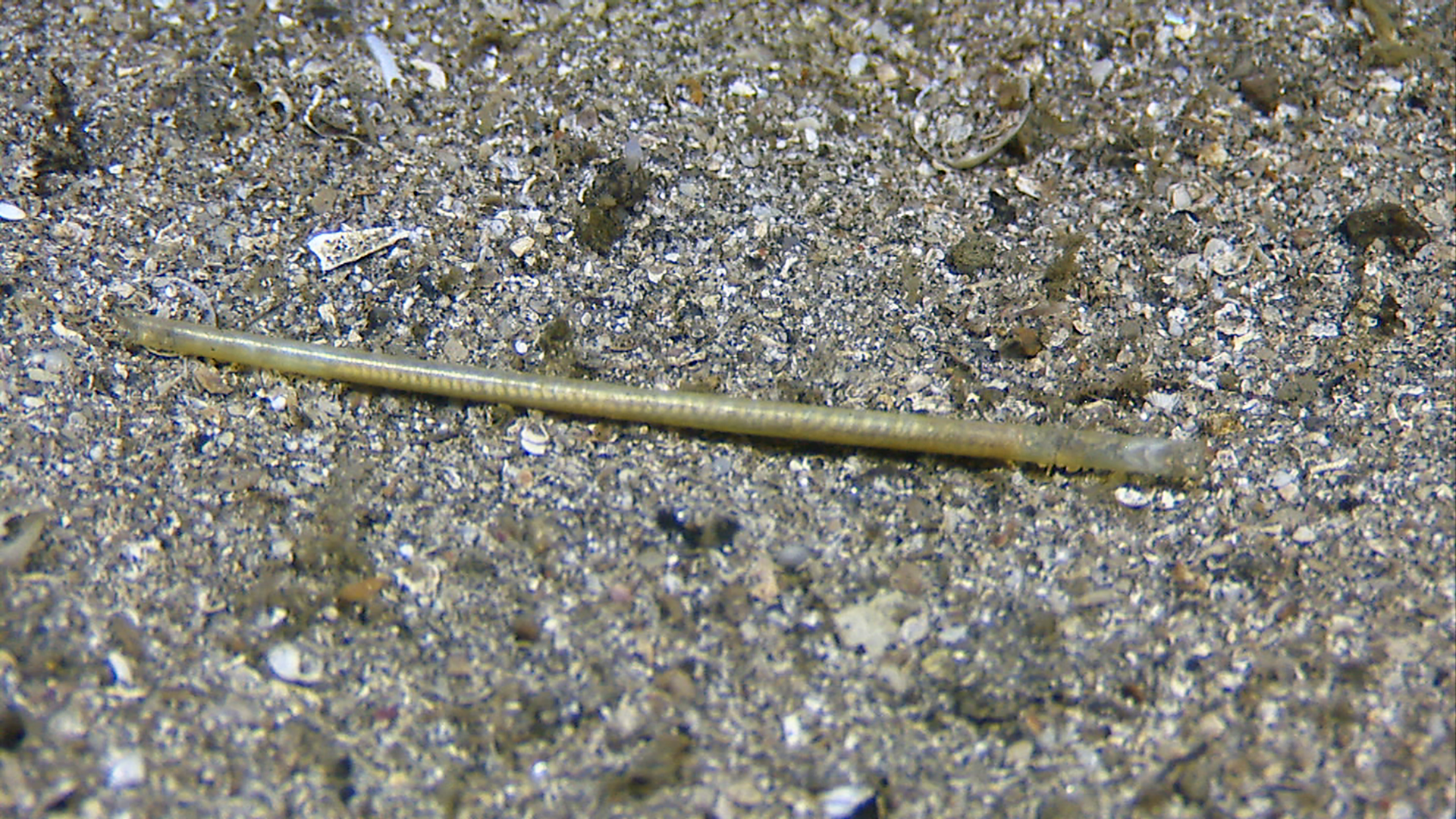 Leddormer: Hyalinoecia tubicola.