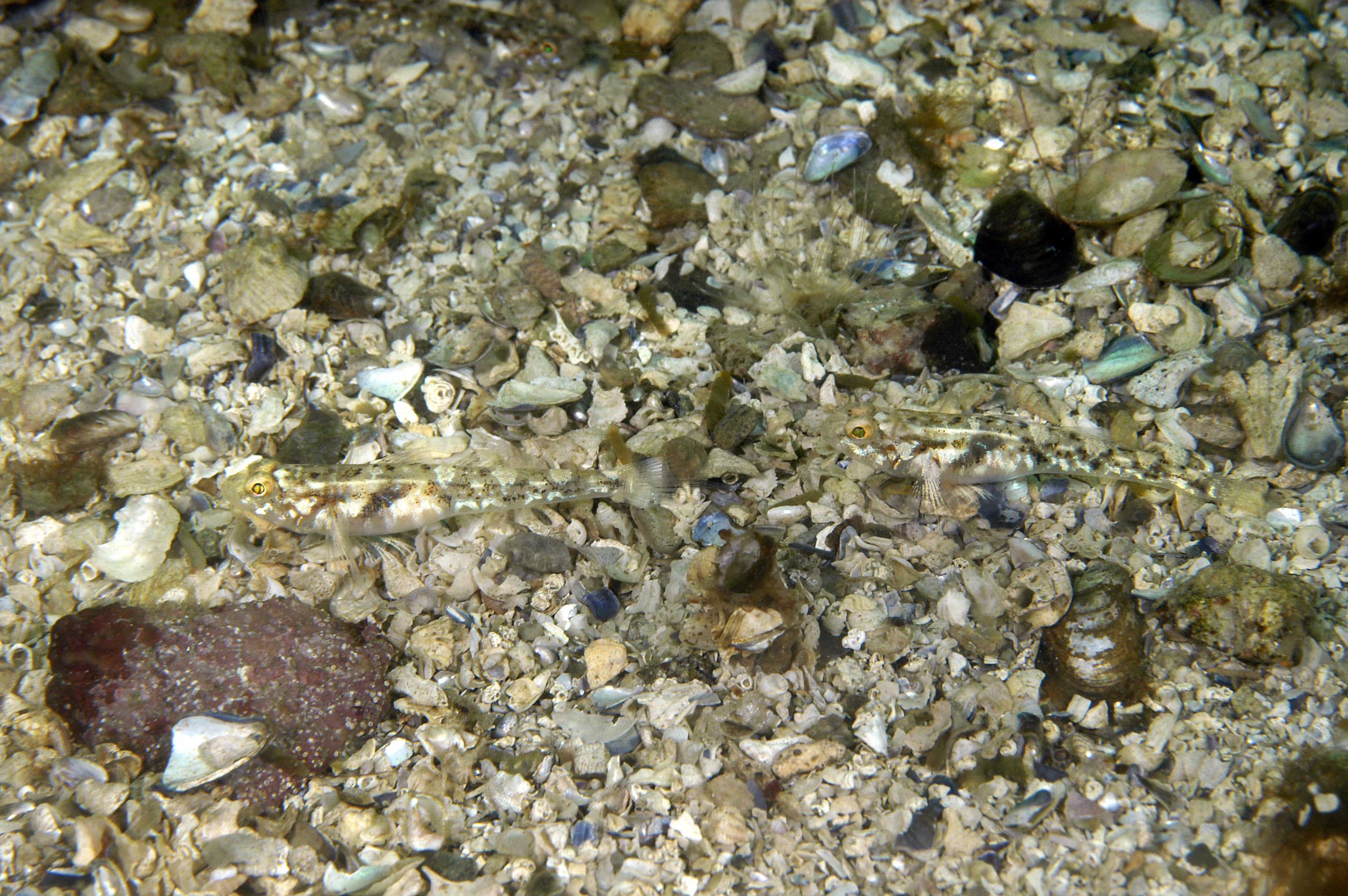Strålefinnefisker: Pomatoschistus.