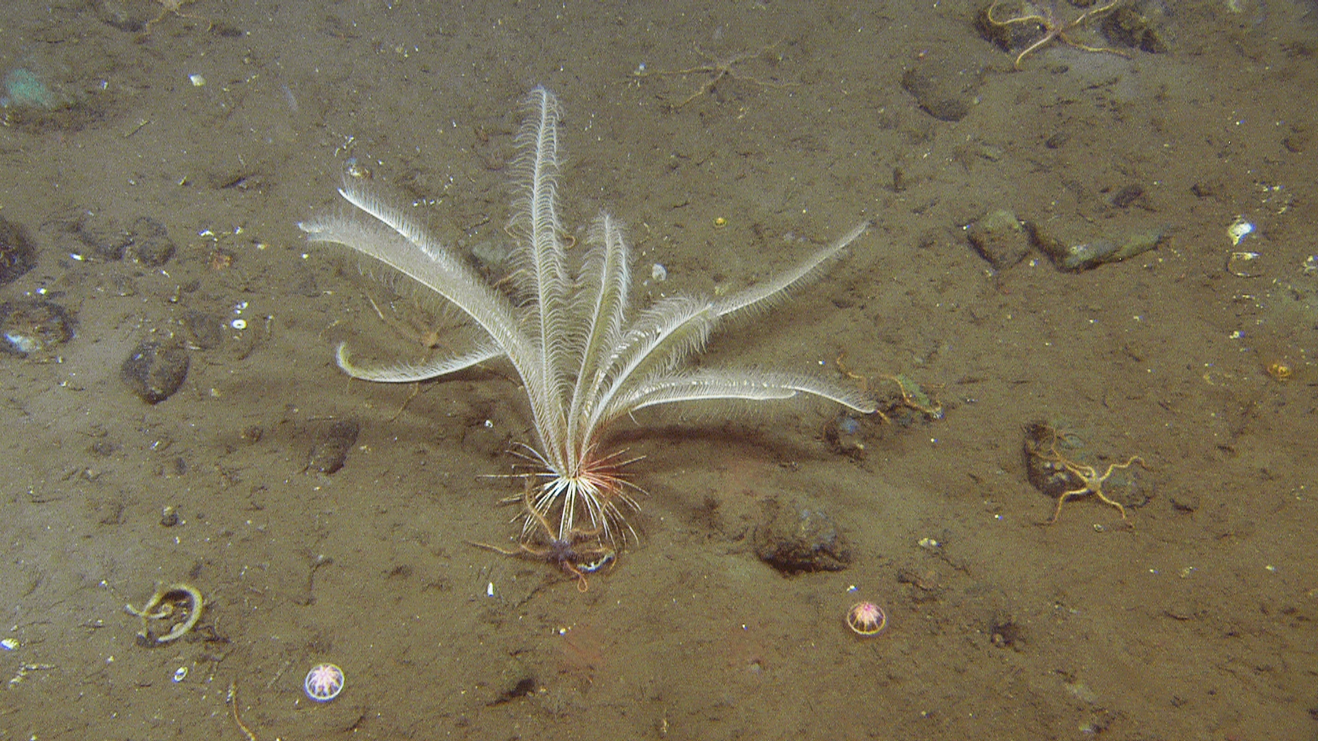 Pigghuder: Heliometra glacialis.