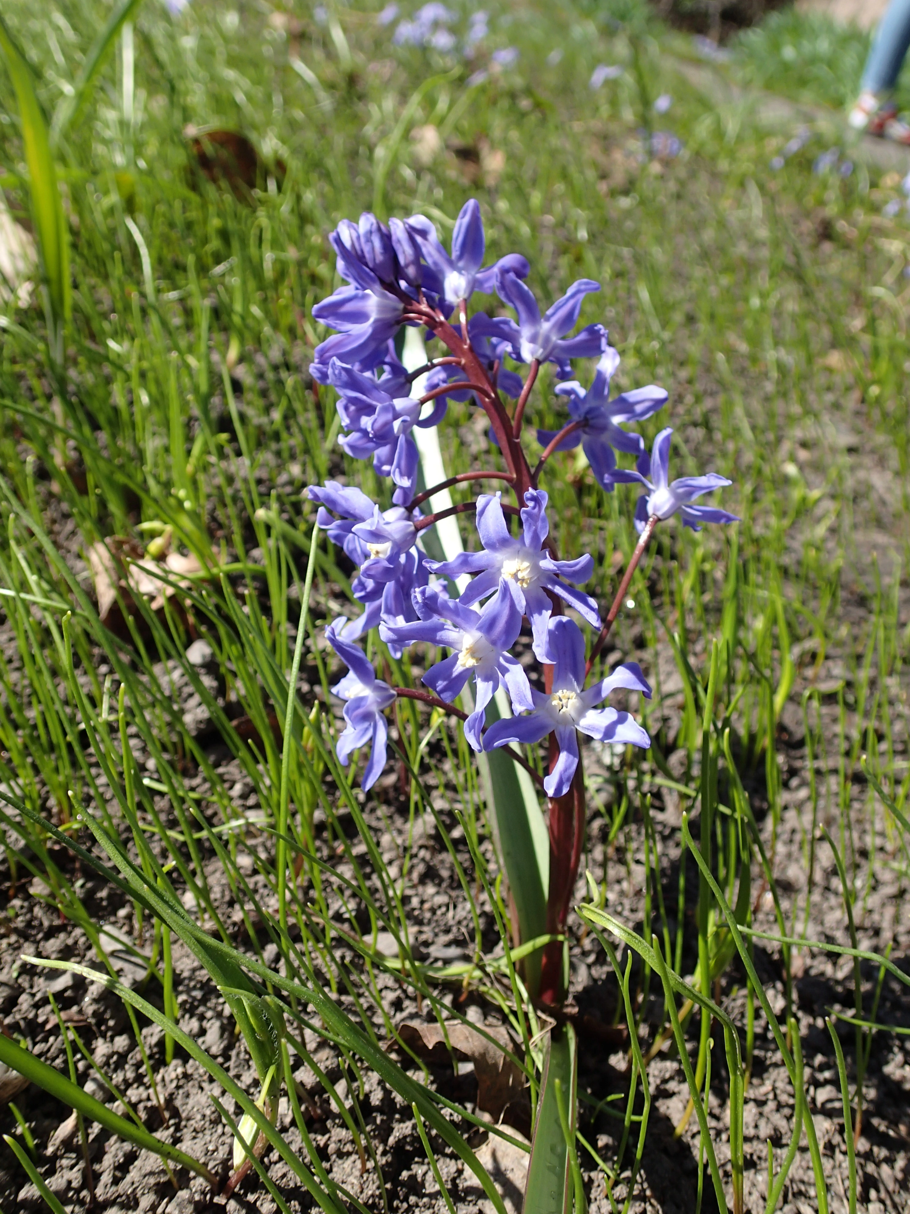 Snøstjerne.