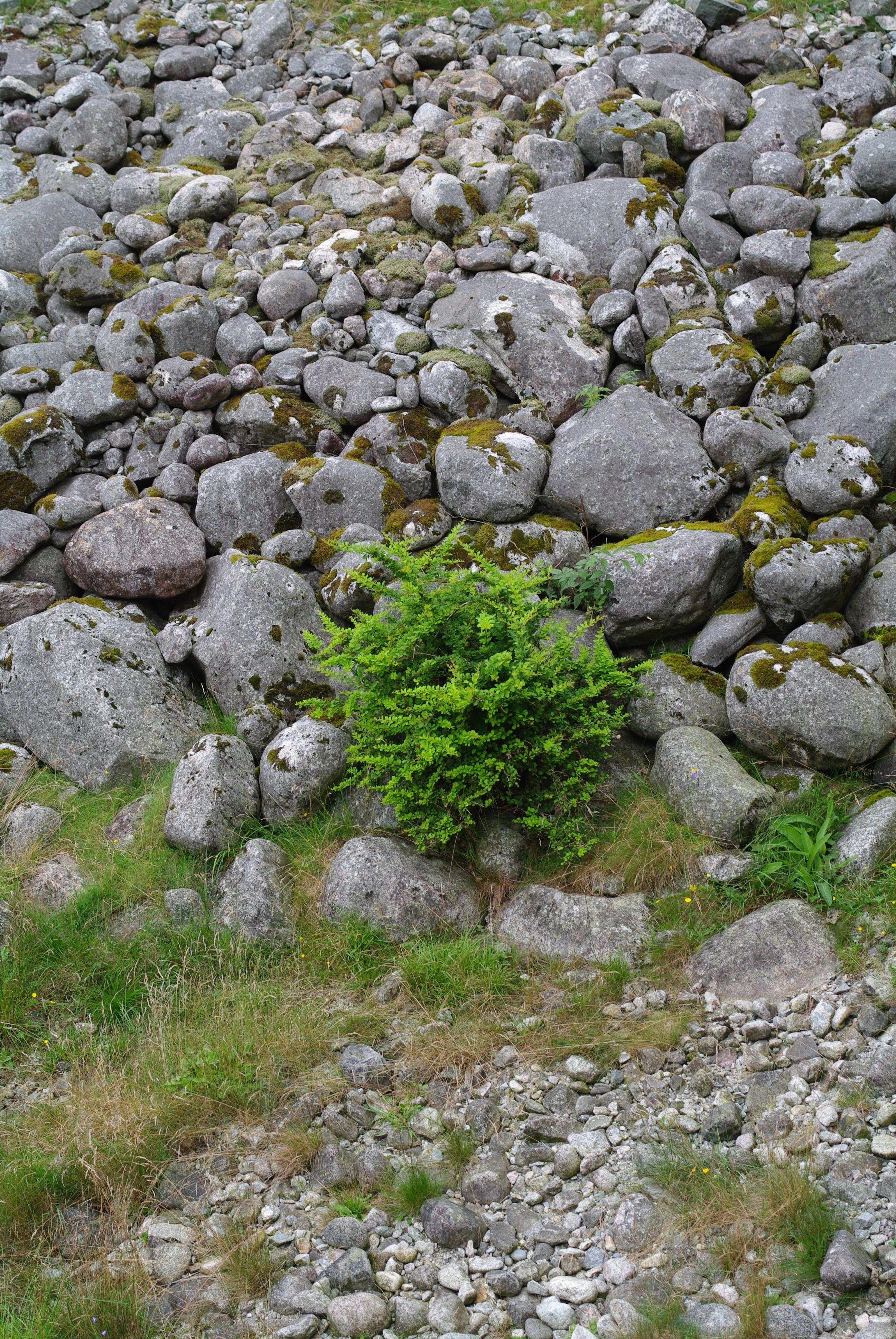 Høstberberis.