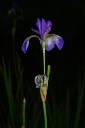 Sibiriris.