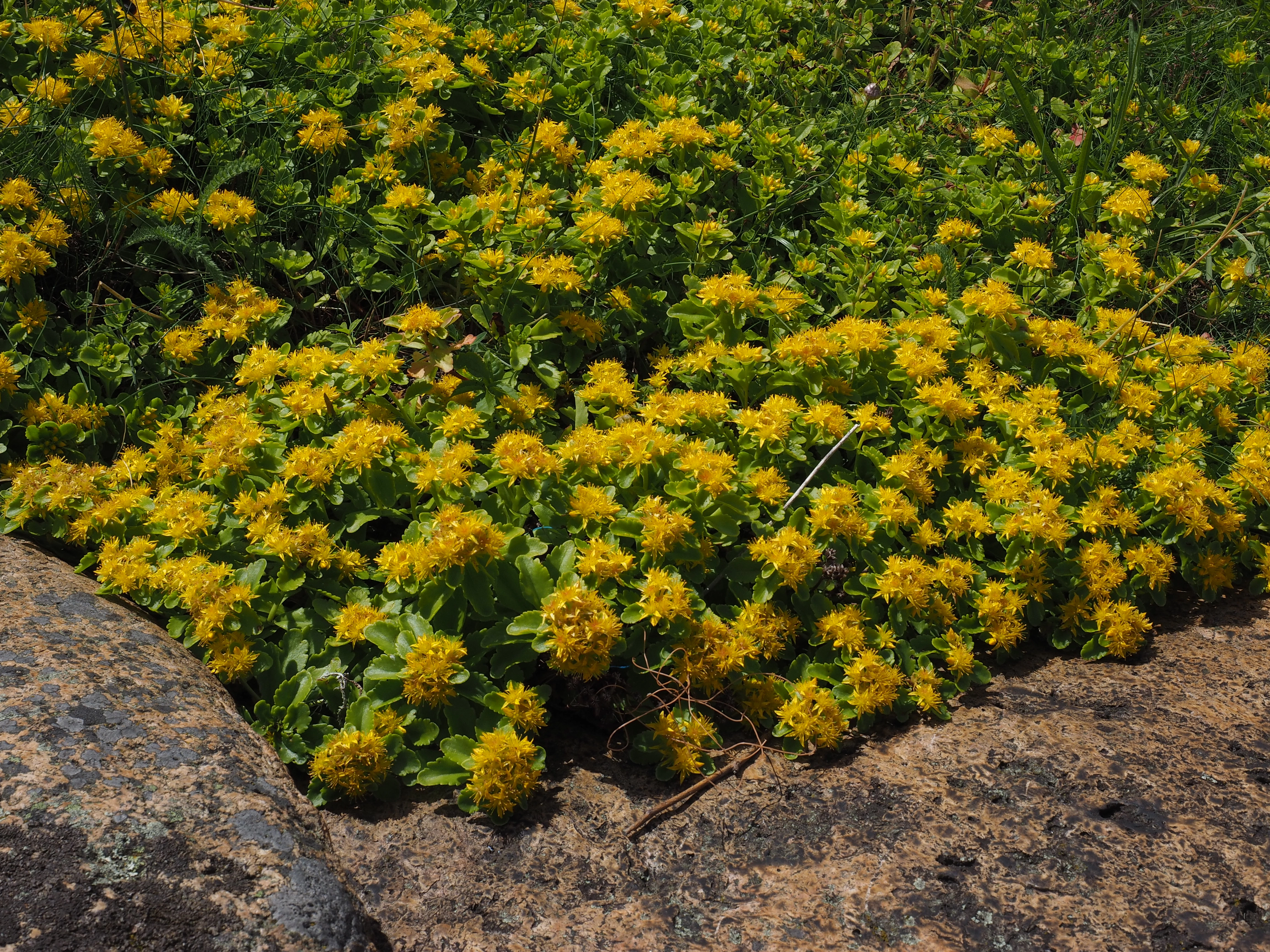 Japanbergknapp.