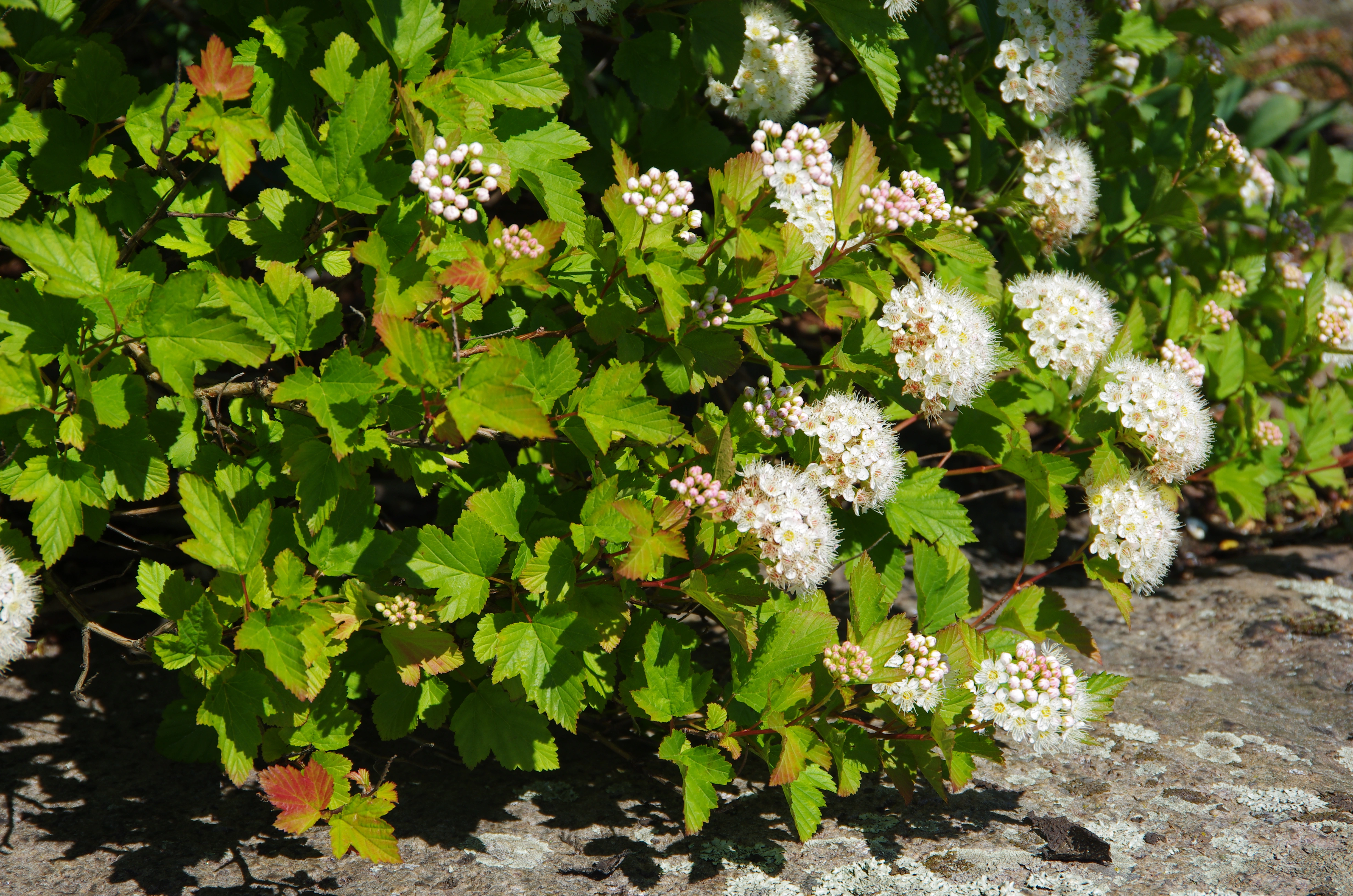 Blærespirea.