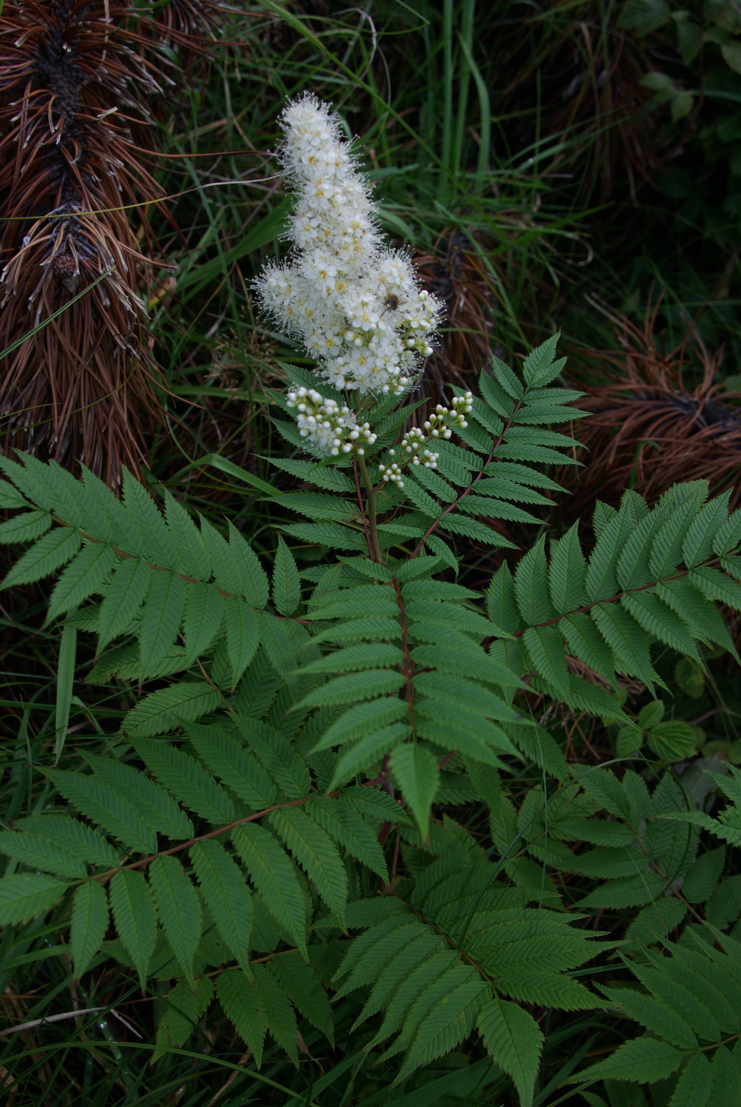 Rognspirea.