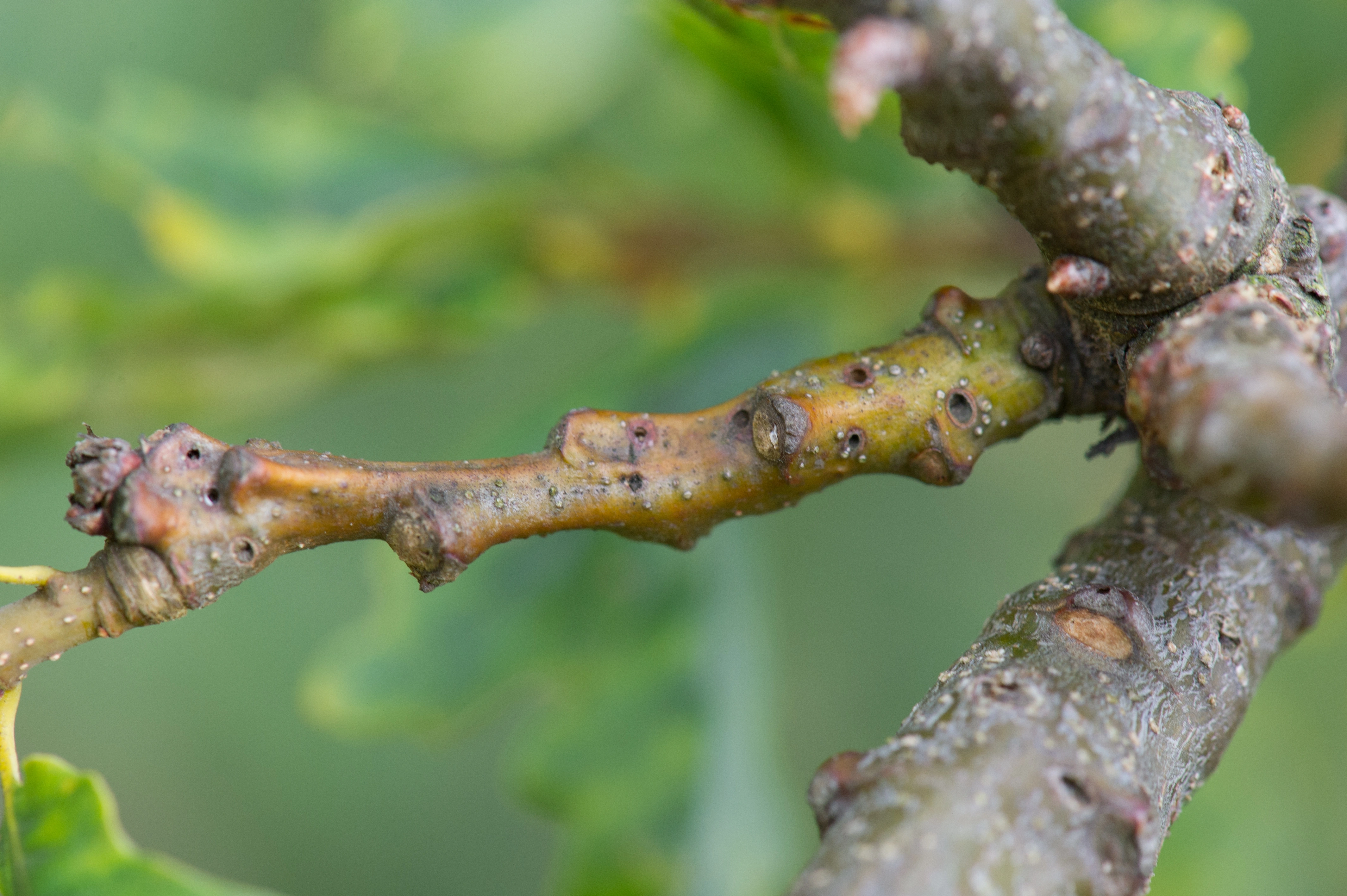 Gallvepser: Andricus quercusradicis.