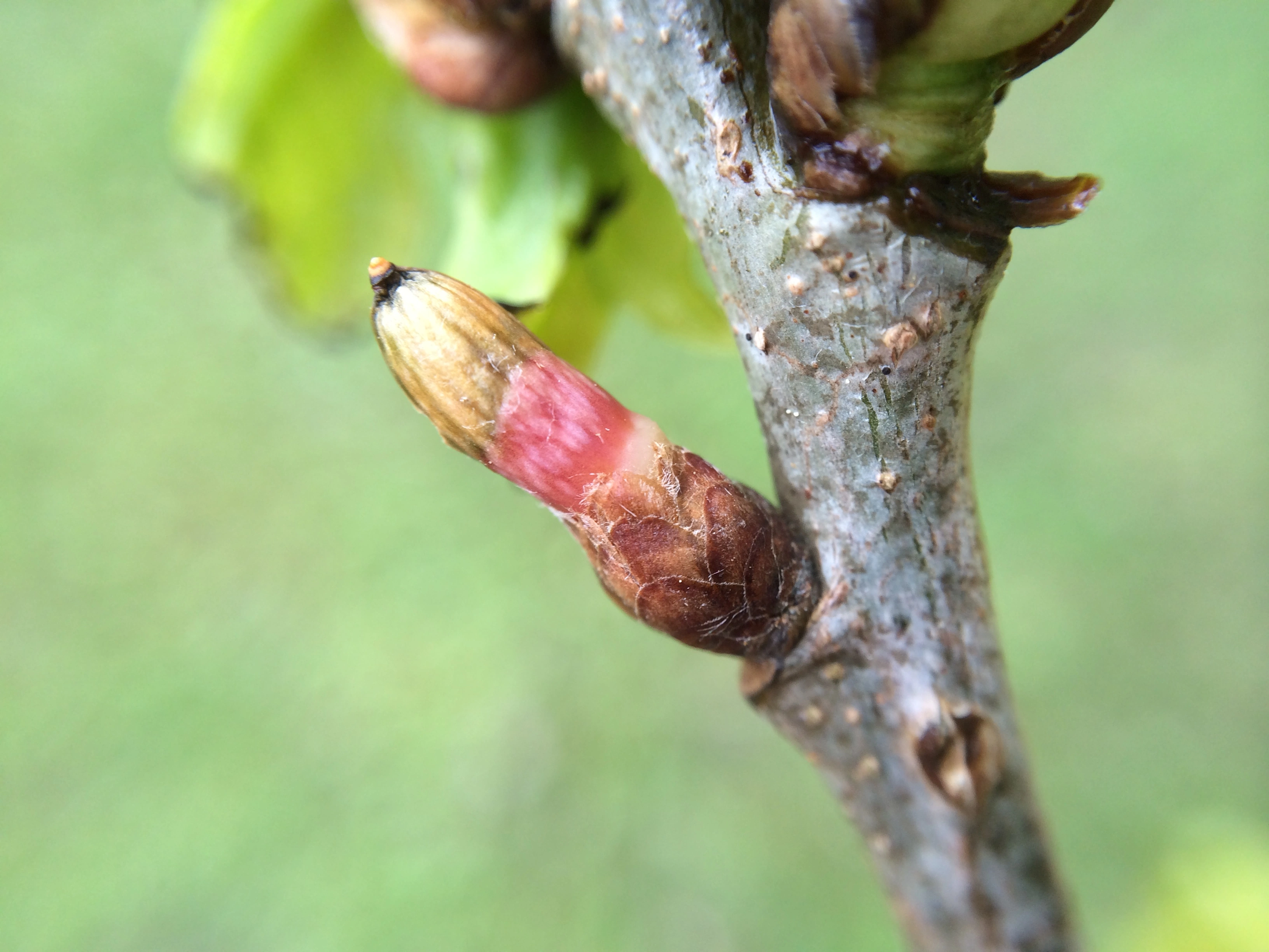 Gallvepser: Andricus quercusramuli.