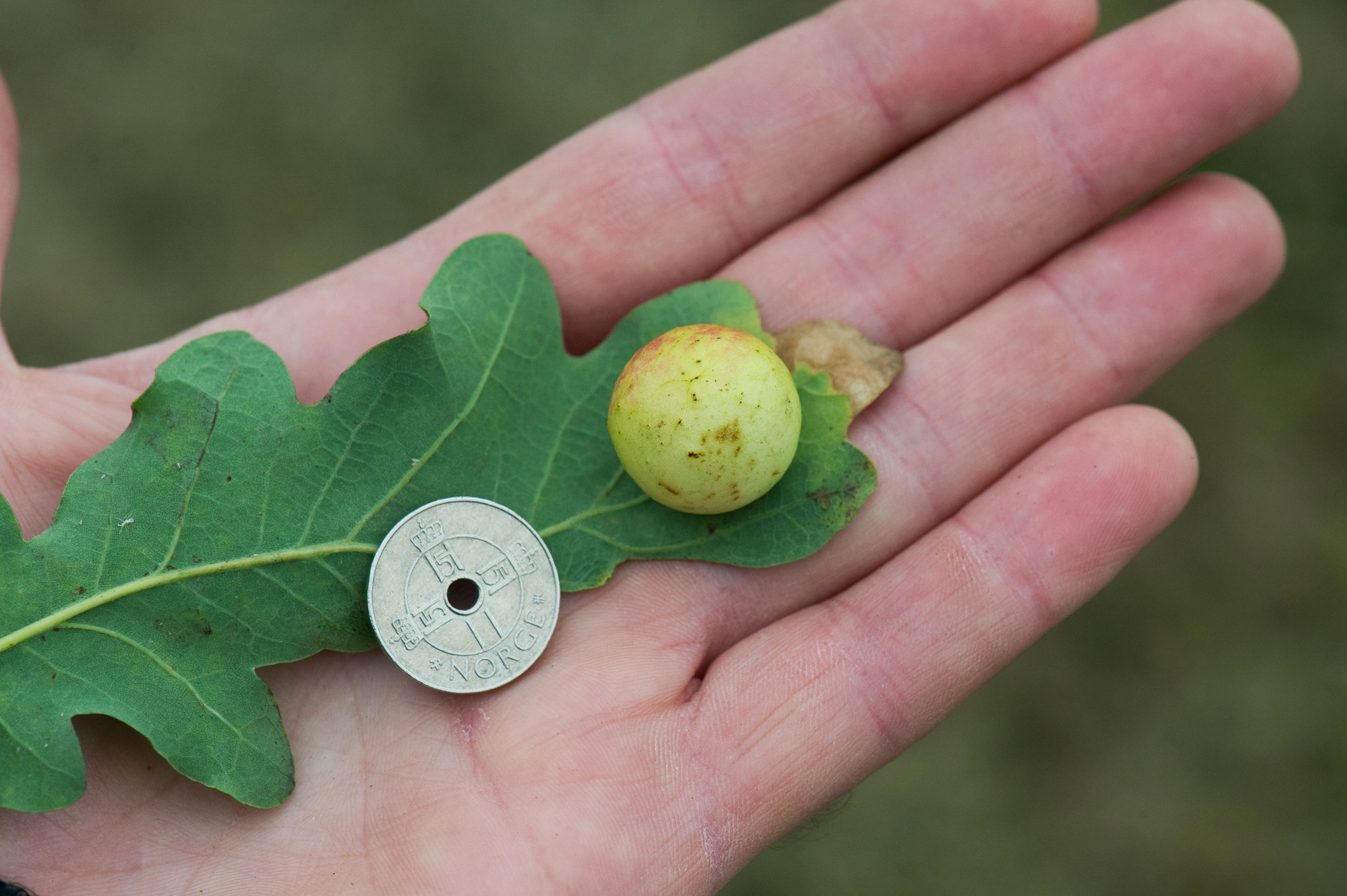 Gallvepser: Cynips quercusfolii.