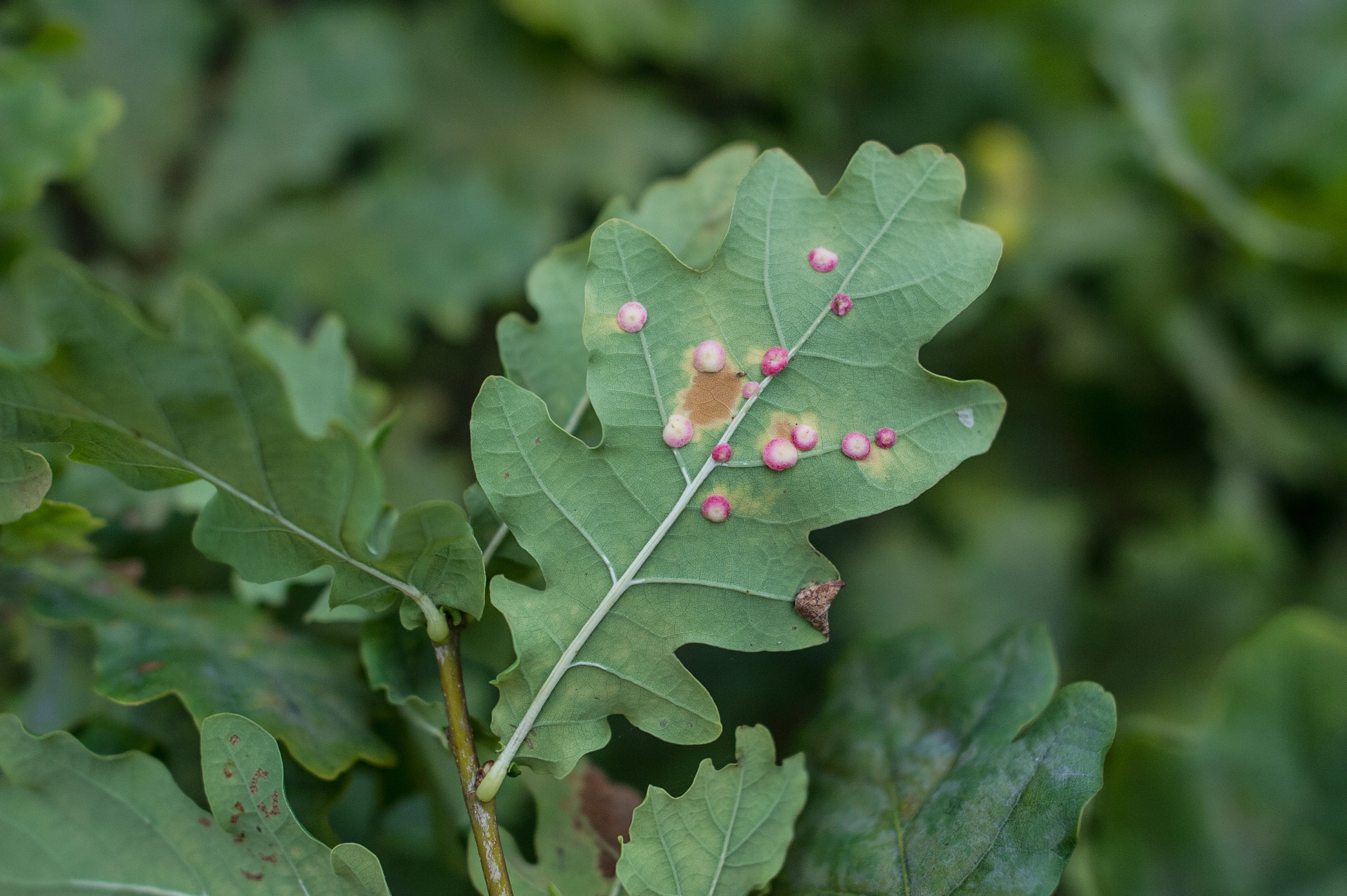 Stilkvepser: Neuroterus albipes.