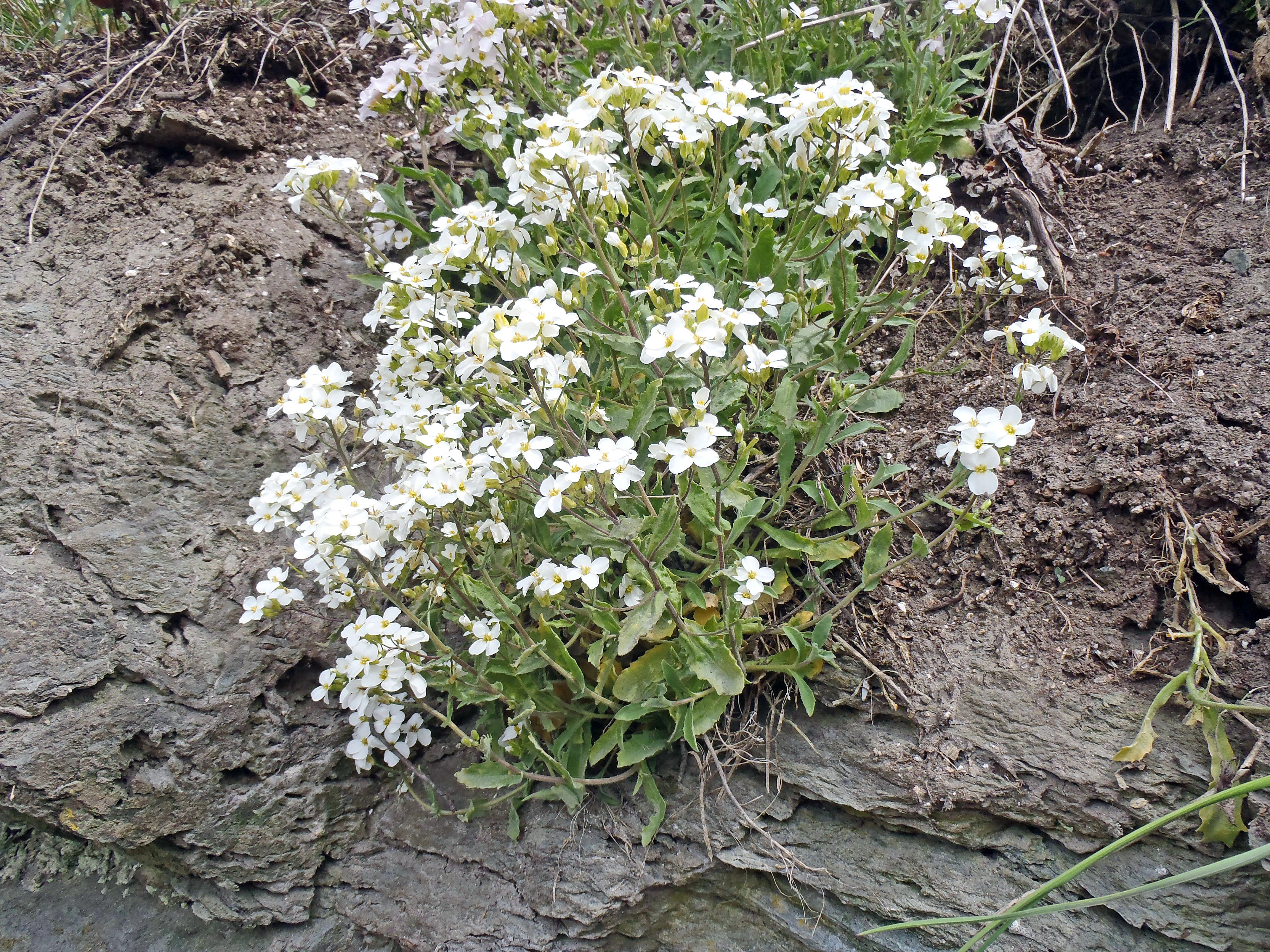 Hageskrinneblom.